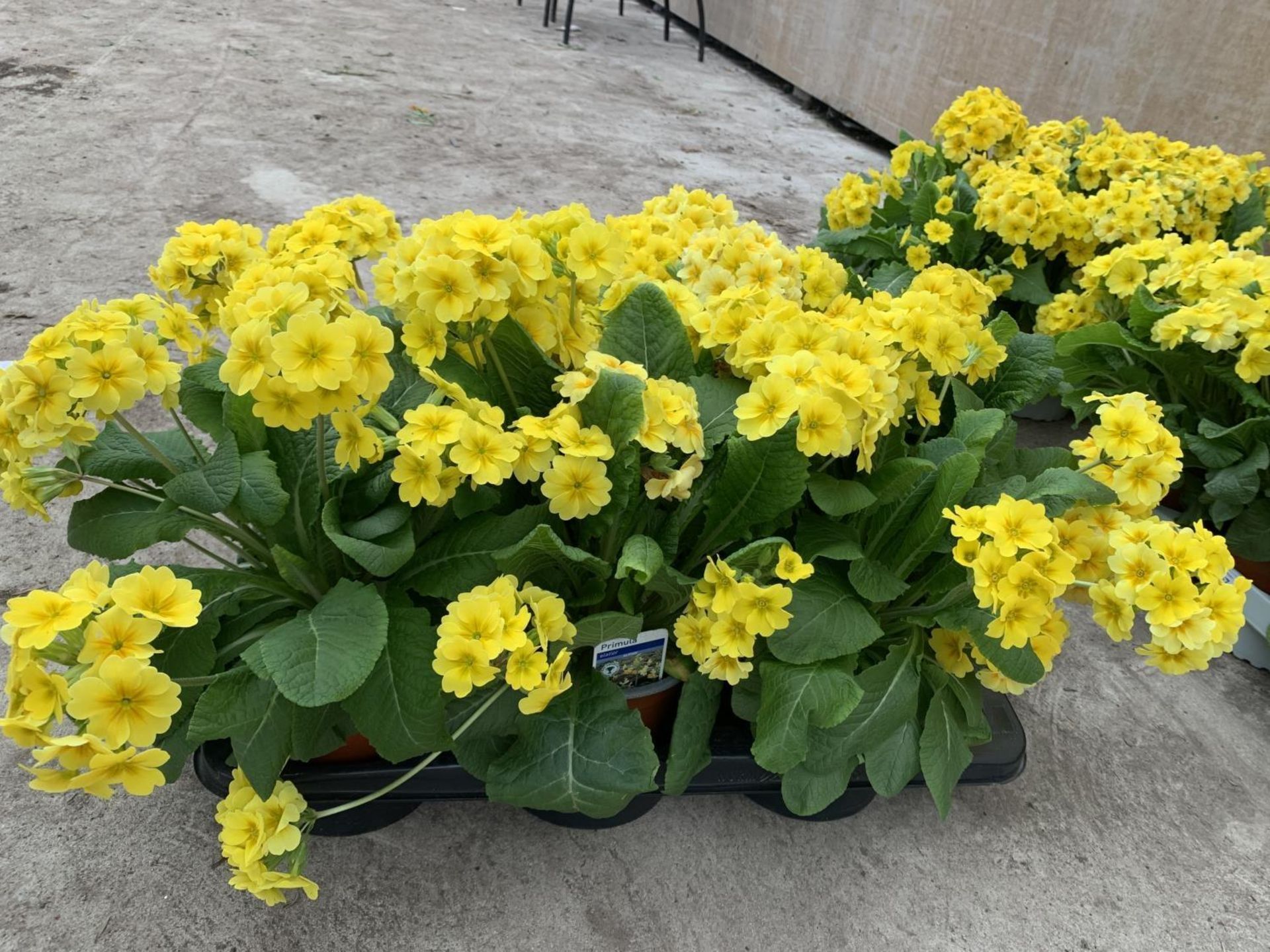 SIX GOLDEN NUGGET SCENTED YELLOW POLYANTHUS PLUS VAT TO BE SOLD FOR THE SIX - Image 4 of 4