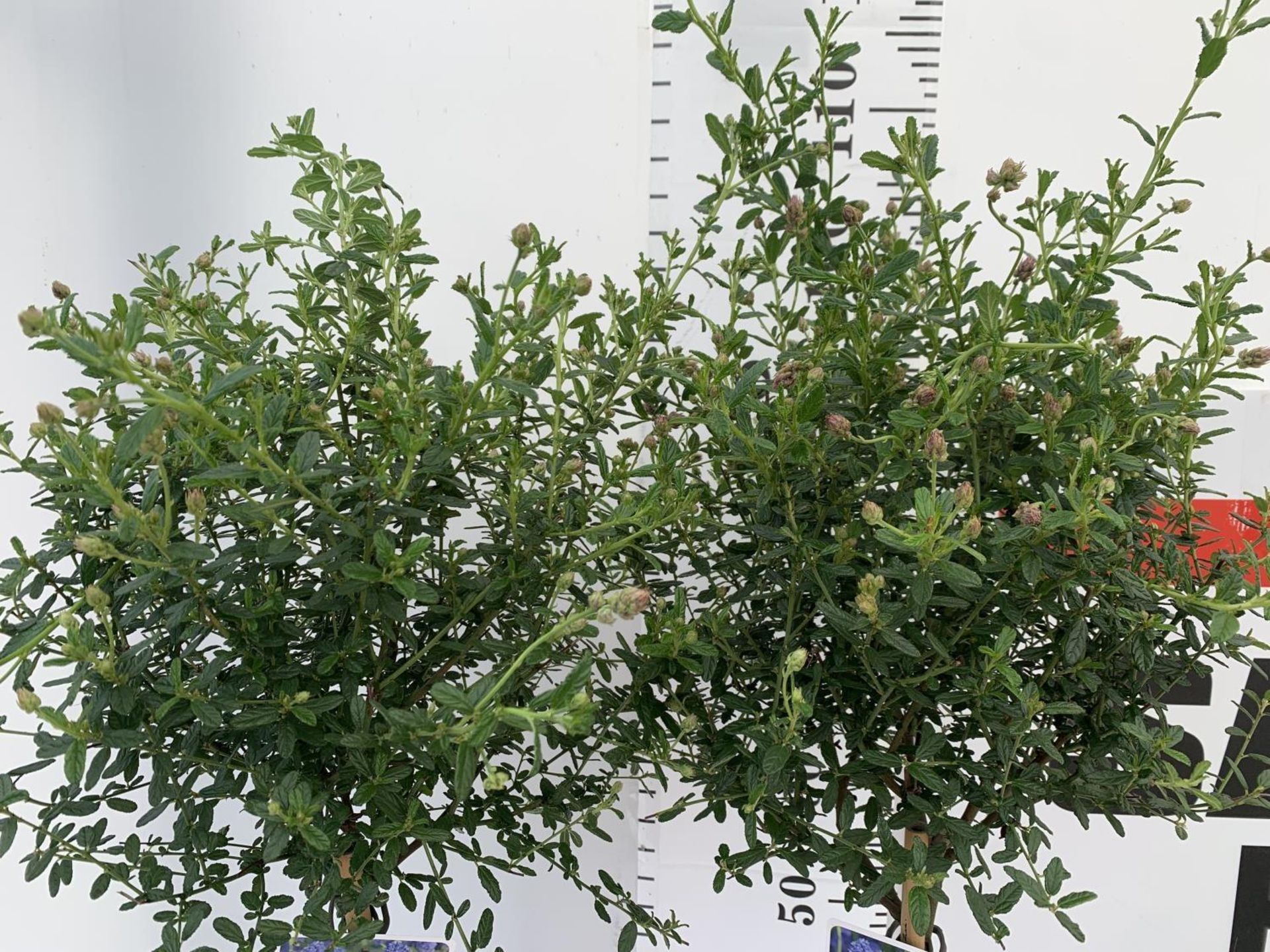 TWO STANDARD CEANOTHUS CONCHA IN 3 LTR POTS OVER 100CM PLUS VAT TO BE SOLD FOR THE TWO - Image 8 of 16