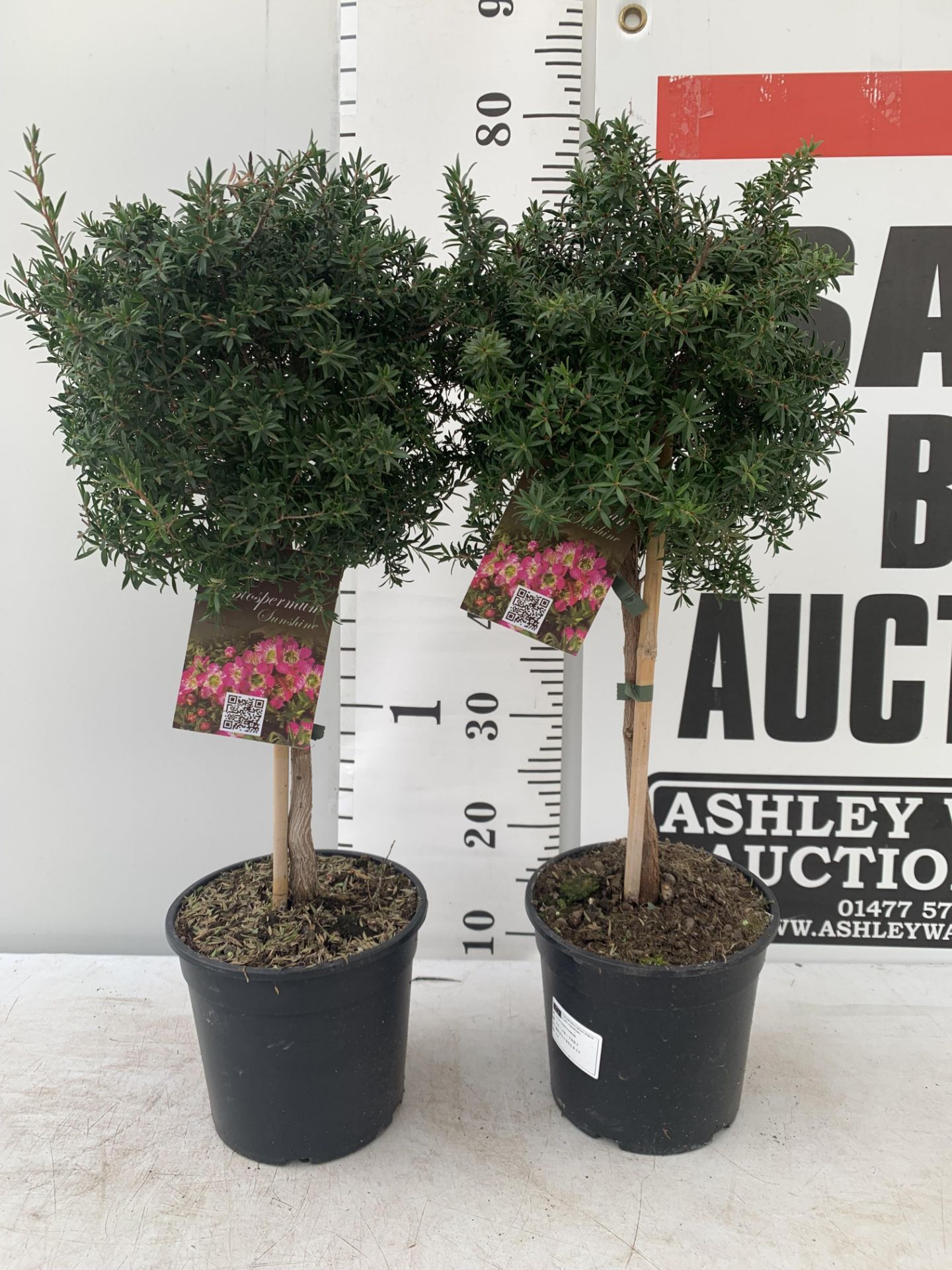 TWO LEPTOSPERMUM 'SUNSHINE' PINK STANDARD TREES APPROX 75CM IN HEIGHT IN FIVE LTR POTS PLUS VAT TO