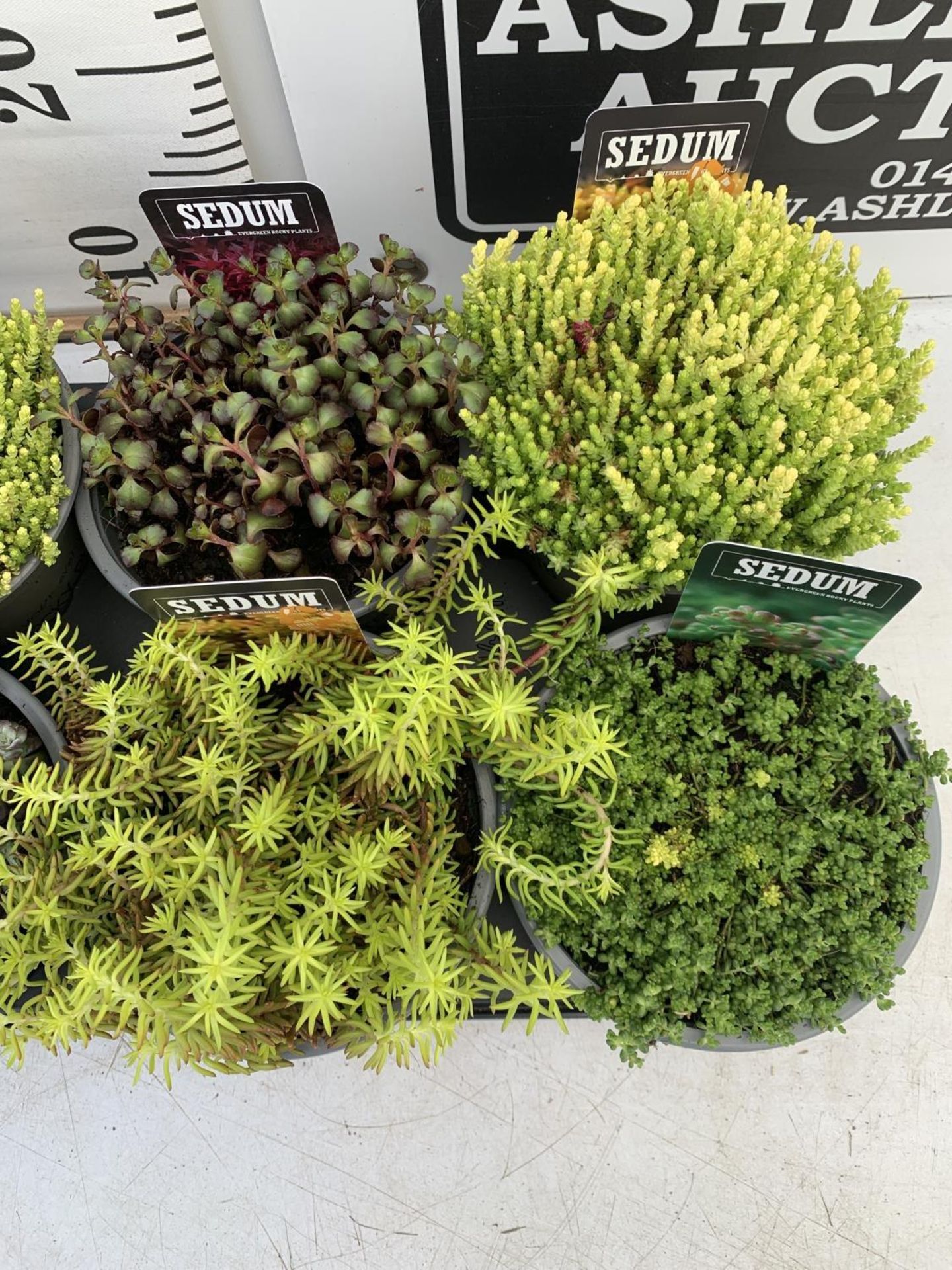 EIGHT VARIOUS EVERGREEN SEDUM IN P14 POTS PLUS VAT TO BE SOLD FOR THE EIGHT - Image 10 of 12