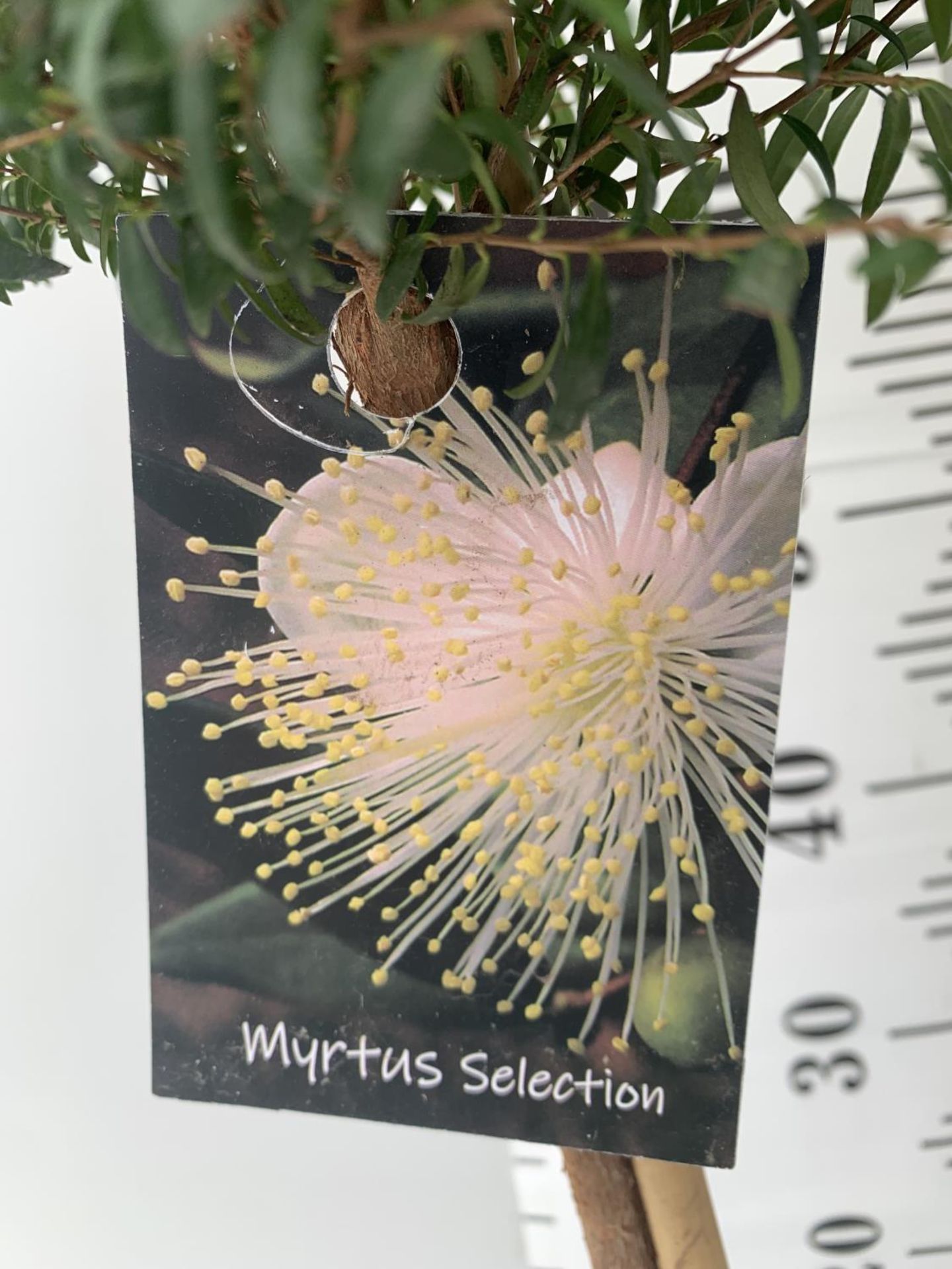TWO MYRTUS SELECTION STANDARD TREES OF DIFFERING HEIGHTS ONE APPROX 85CM IN HEIGHT AND ONE 70CM IN 2 - Image 8 of 10
