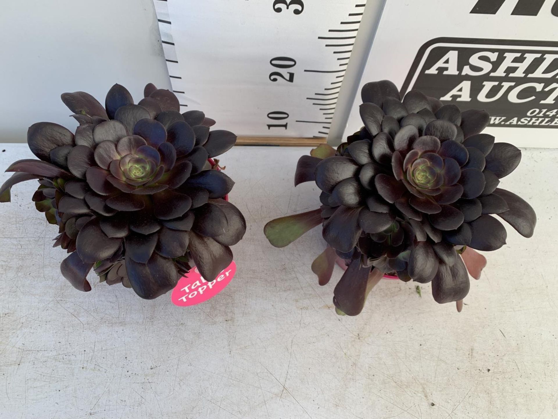 TWO AEONIUM ARBOREUM VELOURS IN 1 LTR POTS 25CM TALL PLUS VAT TO BE SOLD FOR THE TWO - Image 6 of 8