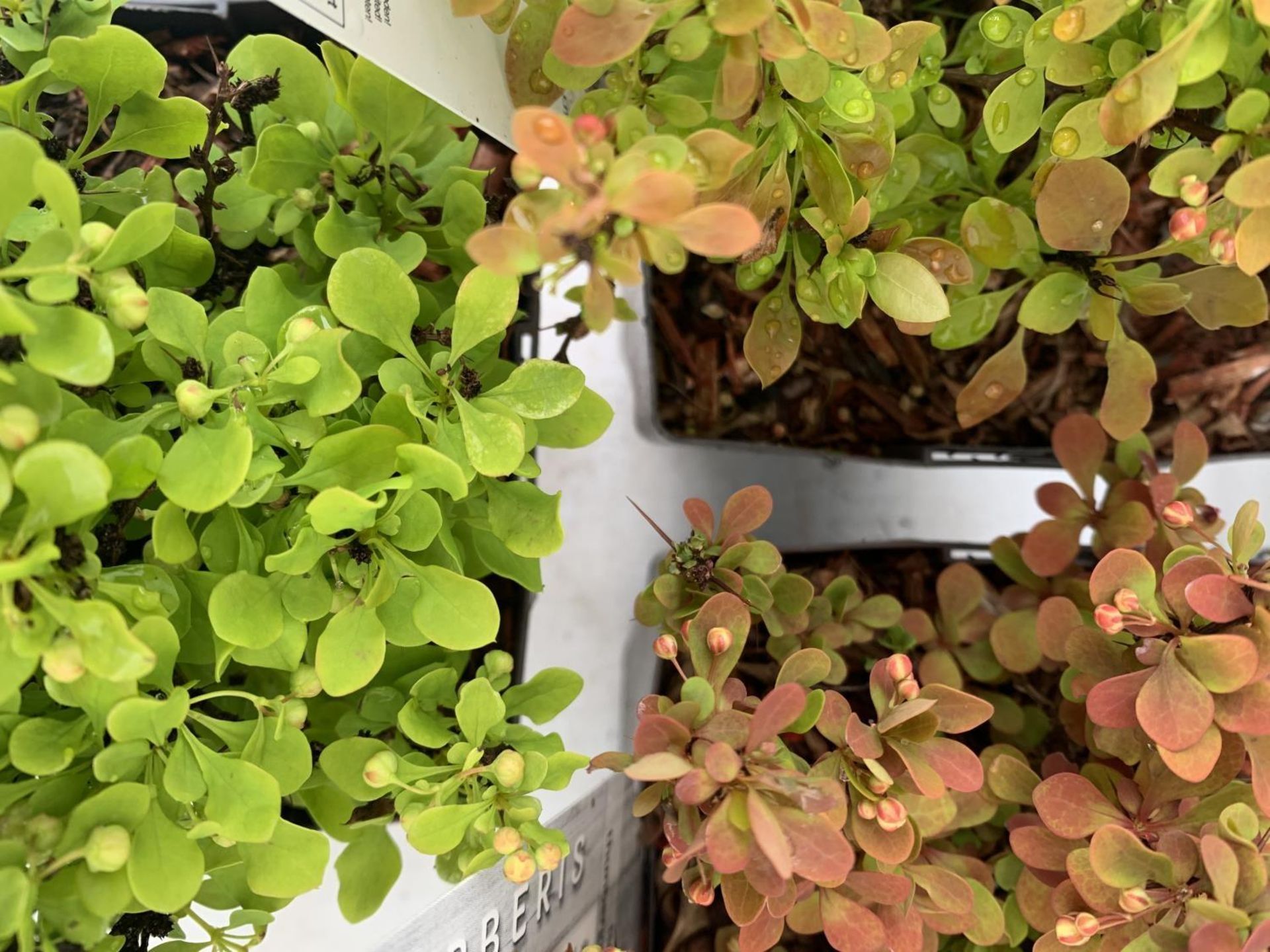 THREE ASSORTED BERBERIS THUNBERGII 'RUBY STAR' 'TINY GOLD' AND 'ADMIRATION' IN 2 LTR POTS PLUS VAT - Image 6 of 12