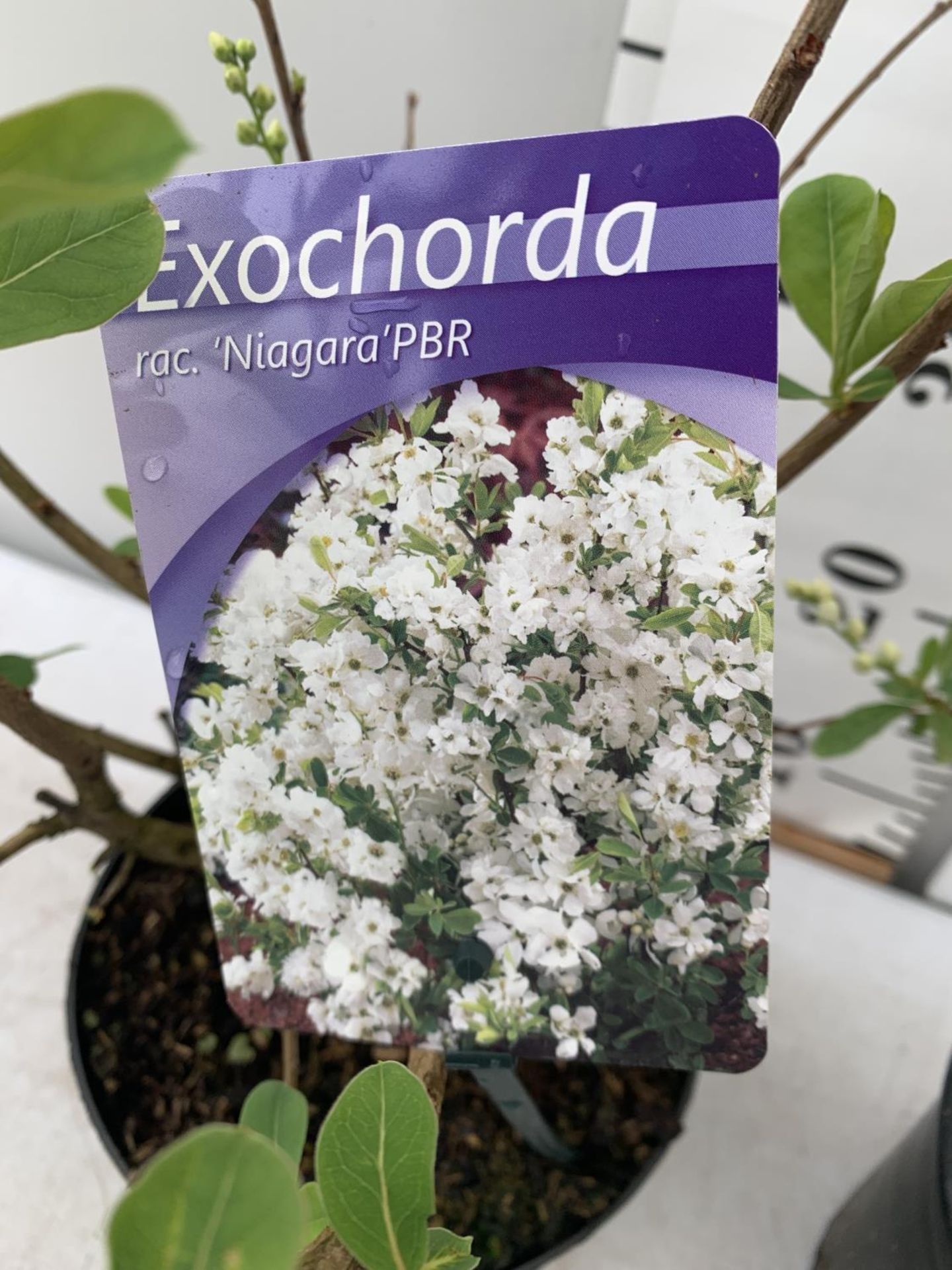 TWO EXOCHORDA RACEMOSA 'NIAGARA' IN 2 LTR POTS APPROX 65CM IN HEIGHT PLUS VAT TO BE SOLD FOR THE TWO - Image 9 of 11