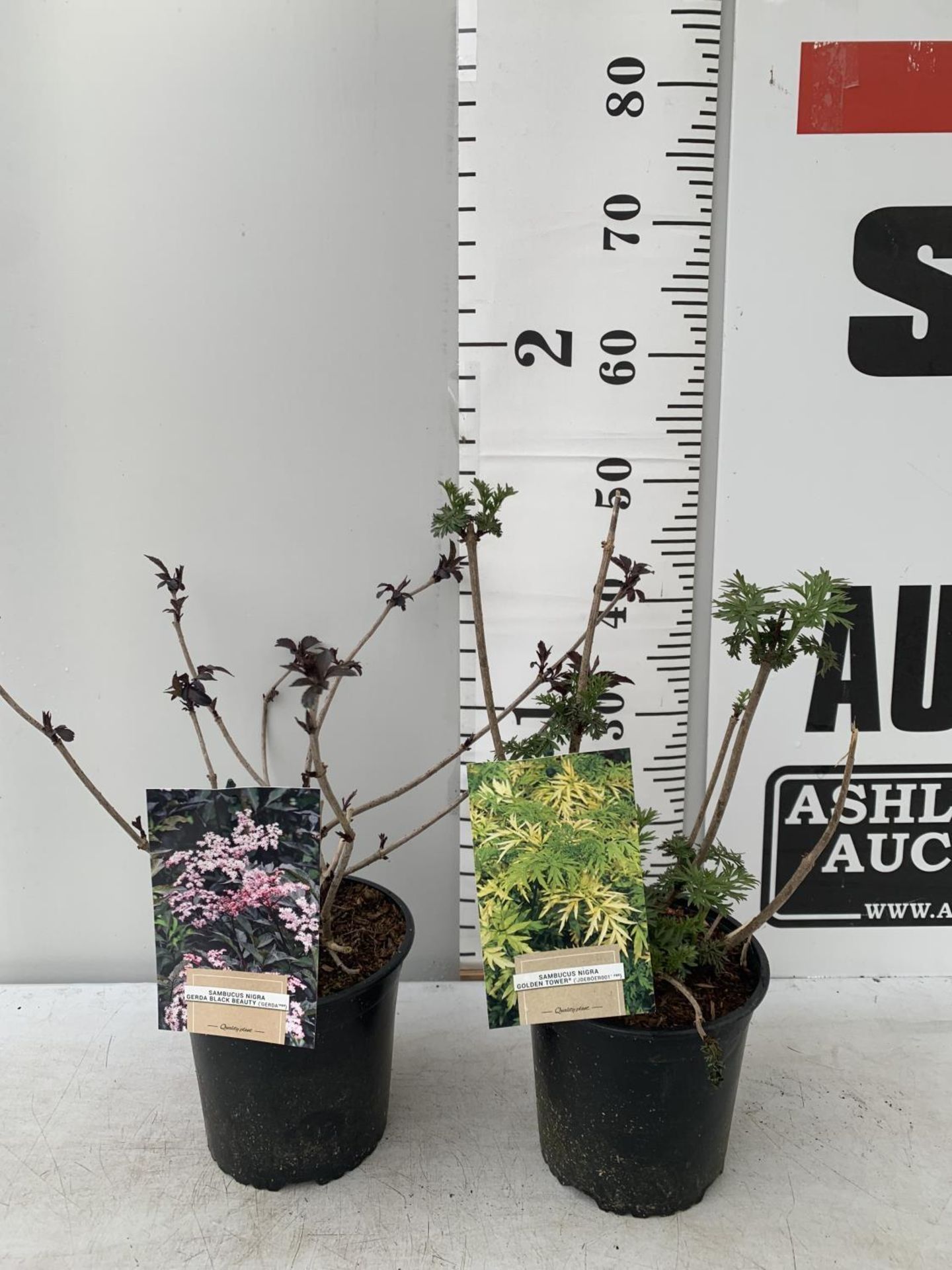 TWO SAMBUCUS NIGRA 'GOLDEN TOWER' AND 'BLACK BEAUTY' IN 2 LTR POTS APPROX 50CM IN HEIGHT PLUS VAT TO - Image 2 of 14