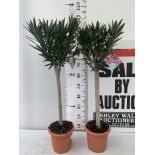 TWO OLEANDER NERIUM STANDARD TREES SIMPLE PINK ' EMILIE' AND PINKISH WHITE 'ALSACE' APPROX 1 METRE