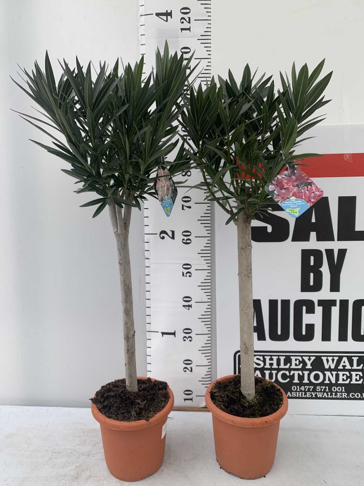 TWO OLEANDER NERIUM STANDARD TREES SIMPLE PINK ' EMILIE' AND PINKISH WHITE 'ALSACE' APPROX 1 METRE