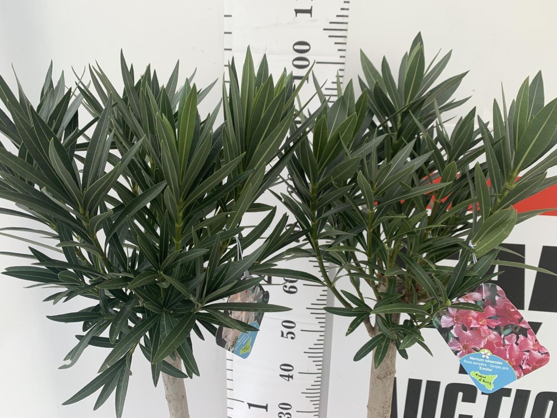 TWO OLEANDER NERIUM STANDARD TREES SIMPLE PINK ' EMILIE' AND PINKISH WHITE 'ALSACE' APPROX 1 METRE - Image 4 of 10