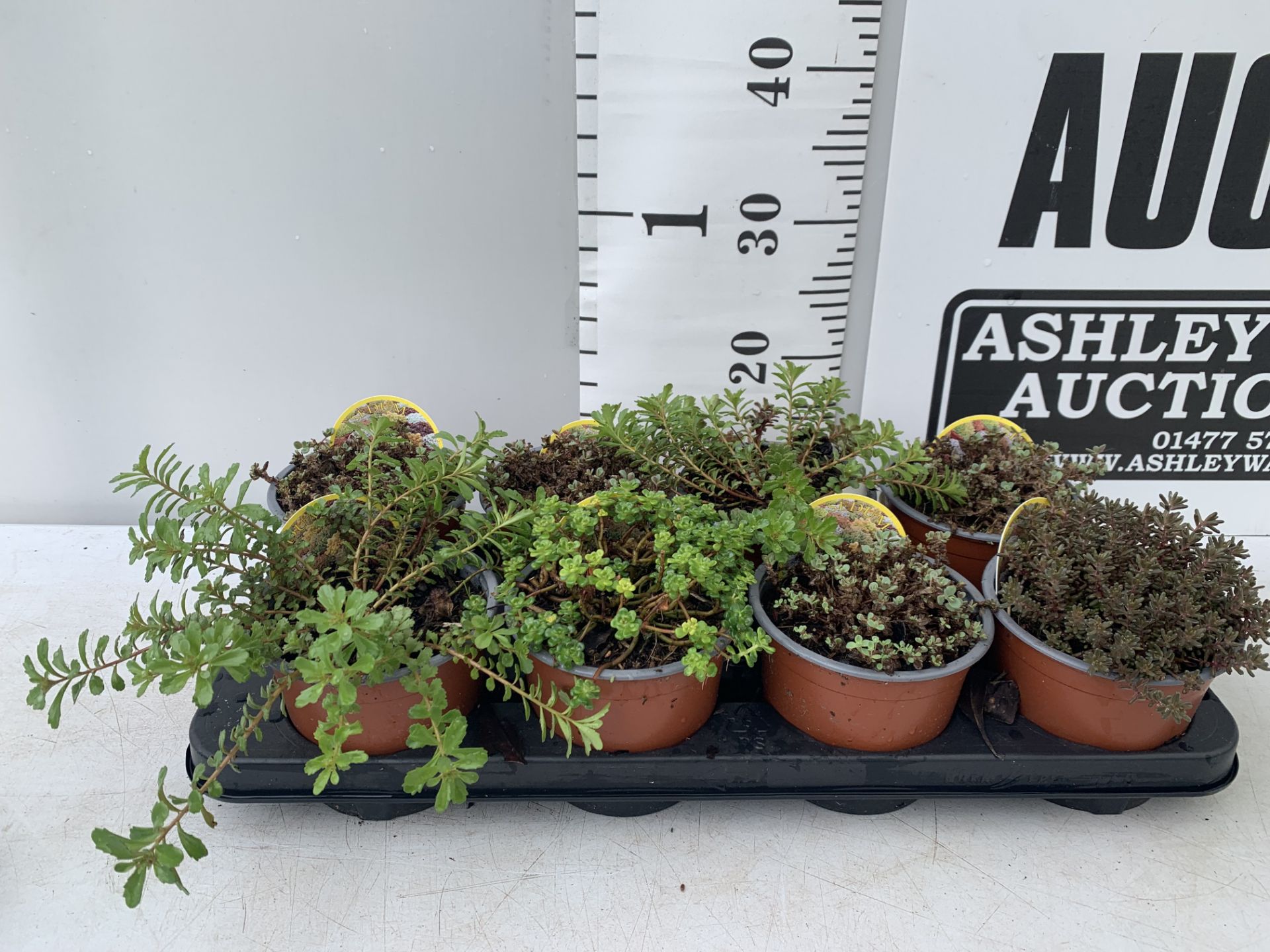 EIGHT MIXED SEDUMS ON A TRAY IN 2 LTR POTS PLUS VAT TO BE SOLD FOR THE EIGHT