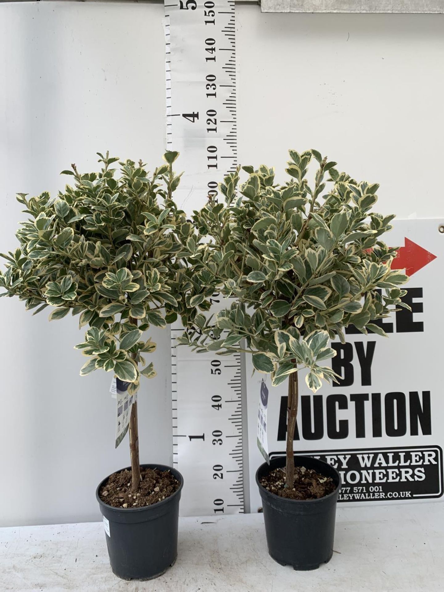 TWO EUONYMUS JAPONICUS STANDARD TREES APPROX 110CM IN HEIGHT IN 5 LTR POTS PLUS VAT TO BE SOLD FOR - Image 2 of 10