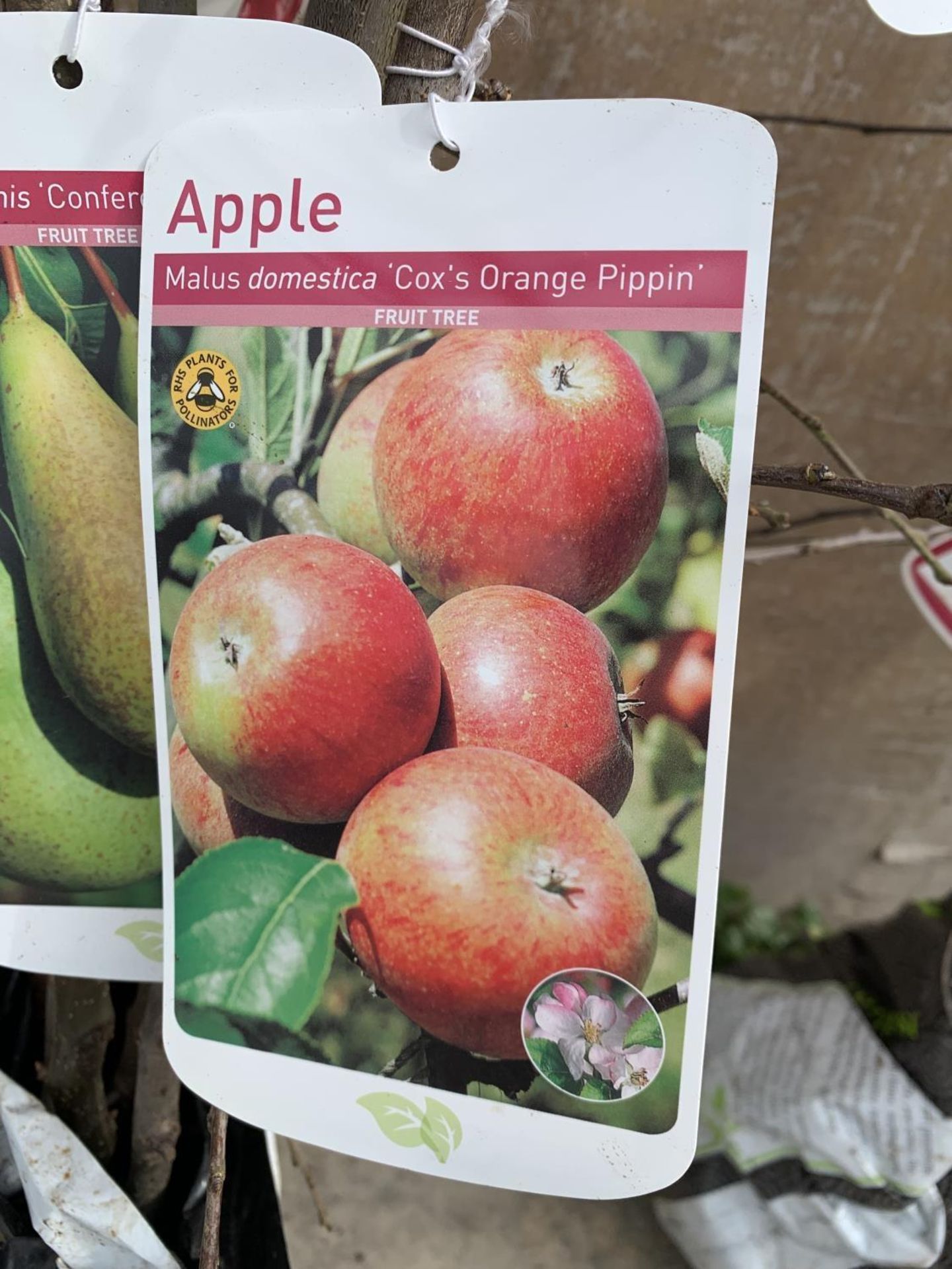 FIVE VARIOUS FRUIT TREES TO INCLUDE AN APPLE, PEAR, CHERRY, PLUM AND DAMSON - Image 8 of 16