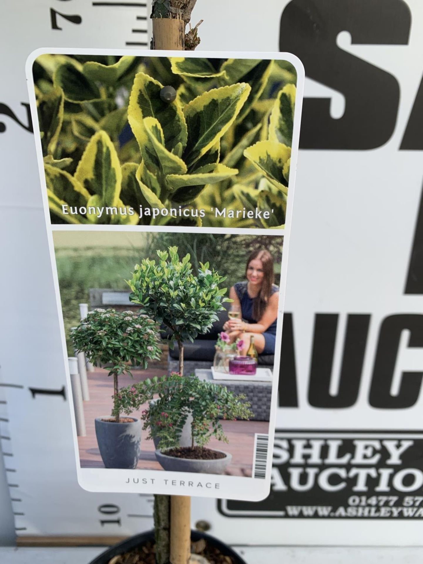 TWO STANDARD EUONYMOUS JAPONICUS MARIEKE IN 3 LTR POTS 90CM TALL PLUS VAT TO BE SOLD FOR THE TWO - Image 8 of 10