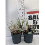 TWO ORNAMENTAL GRASSES MISCANTHUS 'KLEINE SILBERSPINNE' IN 10 LTR POTS APPROX 60CM IN HEIGHT PLUS