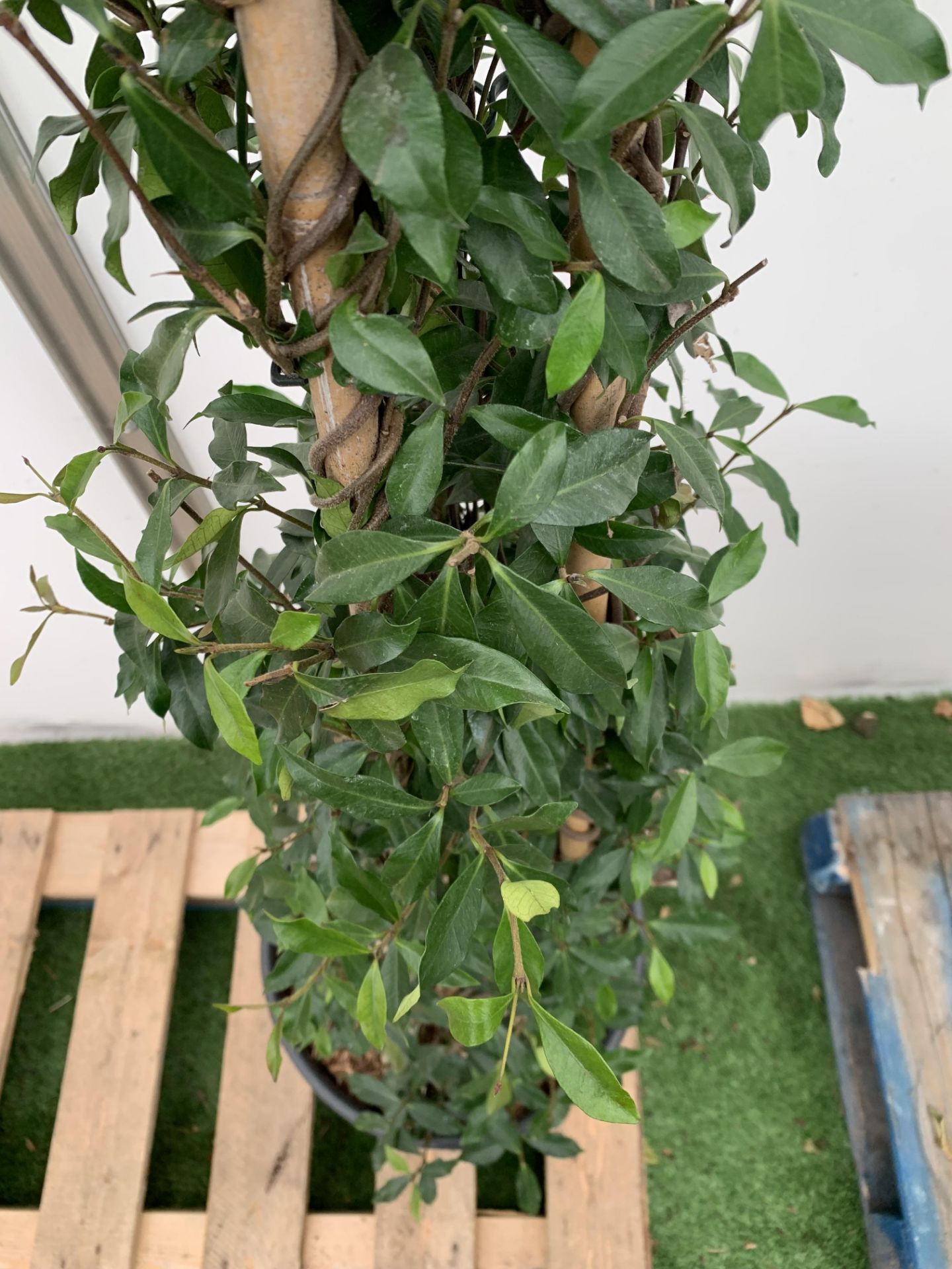 A LARGE JASMINUM POLYANTHUM 'PINK SHOWERS' ON A PYRAMID FRAME OVER 2 METRES TALL IN A 15 LTR POT + - Image 7 of 10