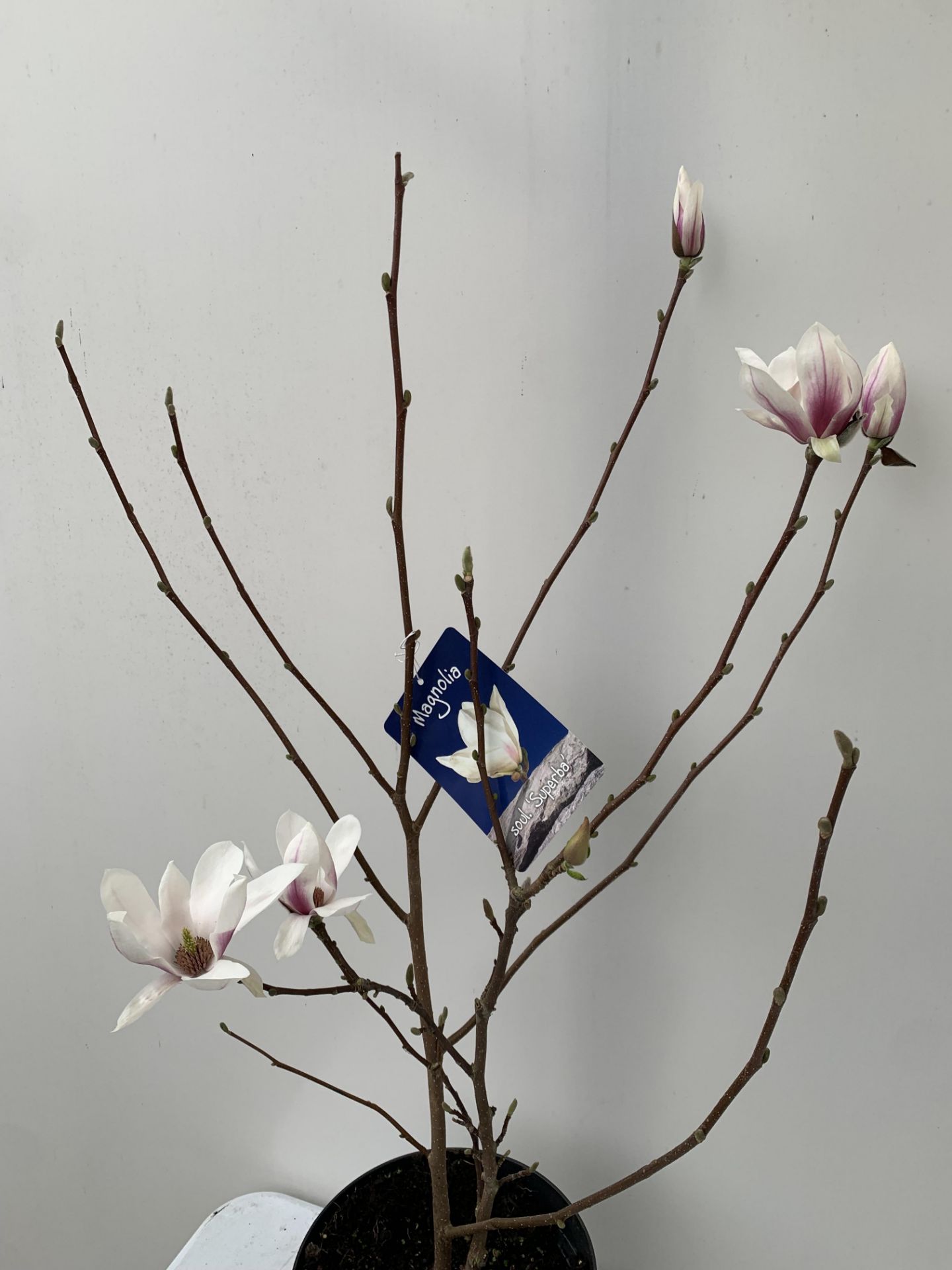 ONE MAGNOLIA SOULANGEANA 'SUPERBA' APPROX 120CM IN HEIGHT IN A 7 LTR POT PLUS VAT - Image 5 of 14