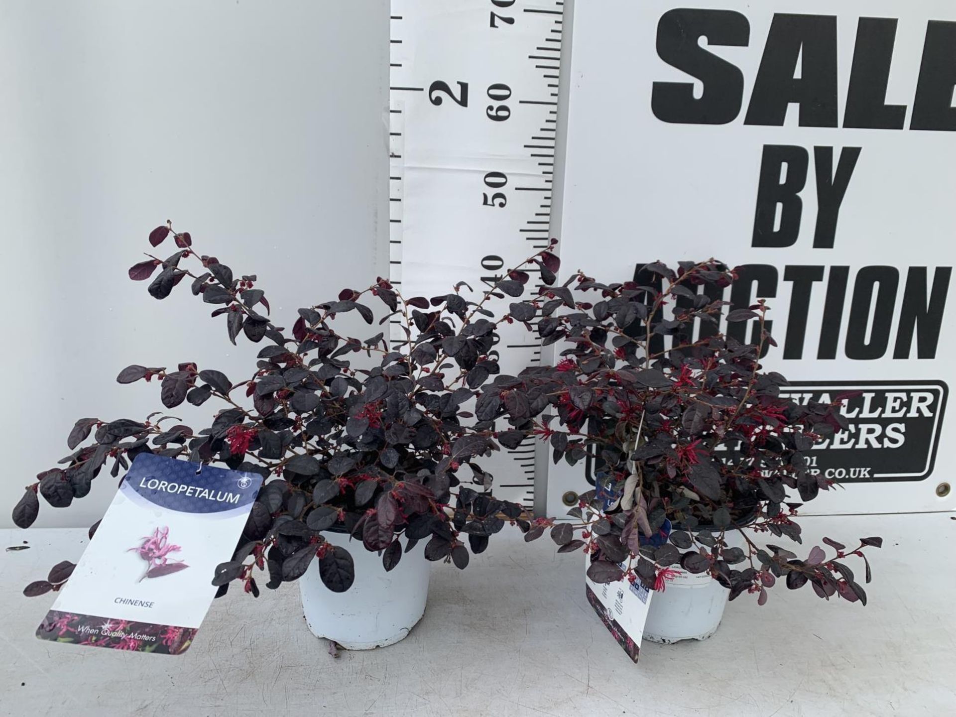 TWO LOROPETALUM CHINESE 'BLACK PEARL' APPROX 45CM IN HEIGHT IN 2 LTR POTS PLUS VAT TO BE SOLD FOR - Bild 2 aus 12