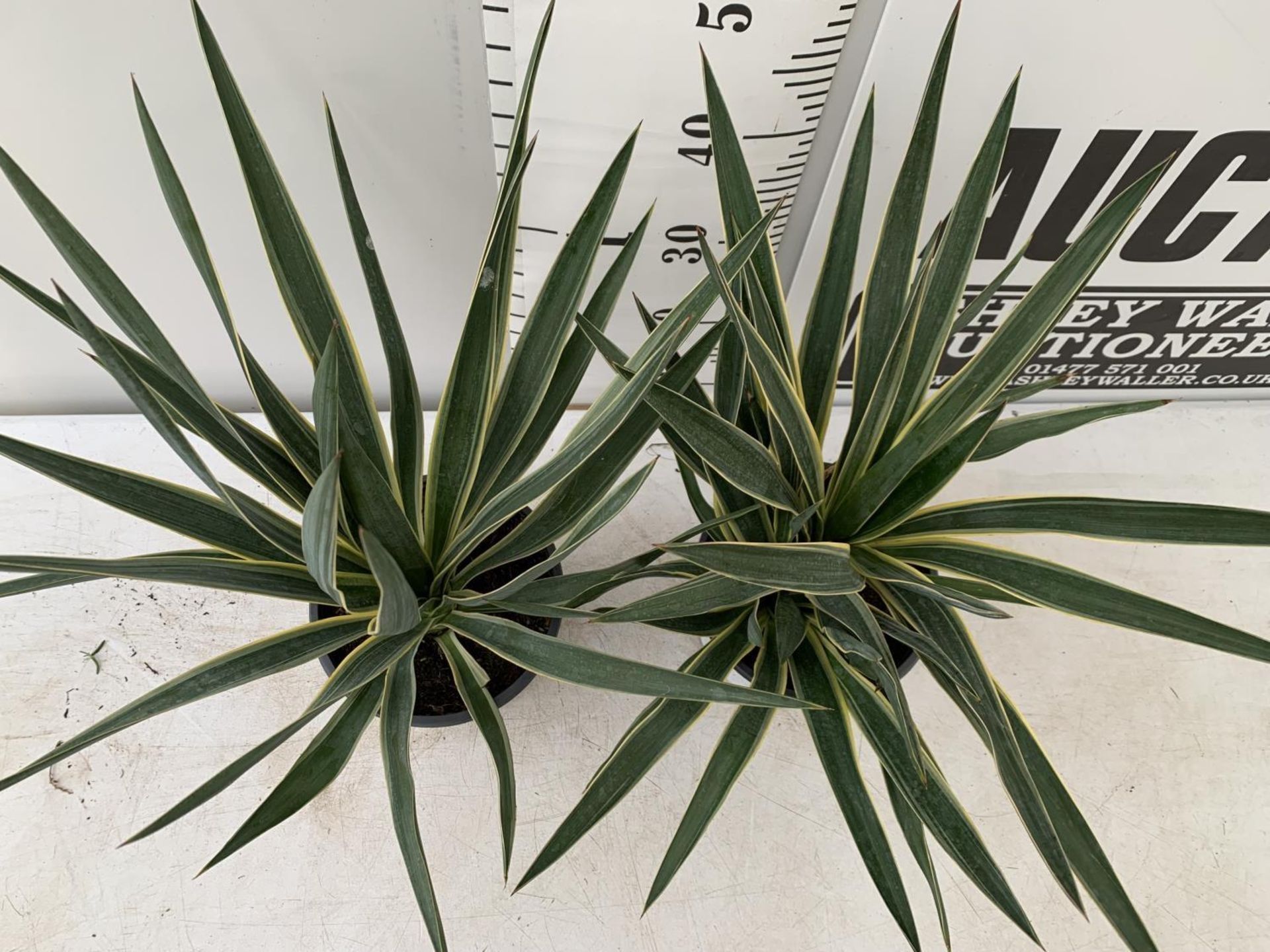 TWO YUCCA 60CM IN HEIGHT IN 2 LTR POTS PLUS VAT TO BE SOLD FOR THE TWO - Image 4 of 6