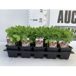 FIFTEEN POTS OF SPENCER SWEET PEAS WITH APPROXIMATELY TWENTY PLANTS IN EACH PLUS VAT TO BE SOLD