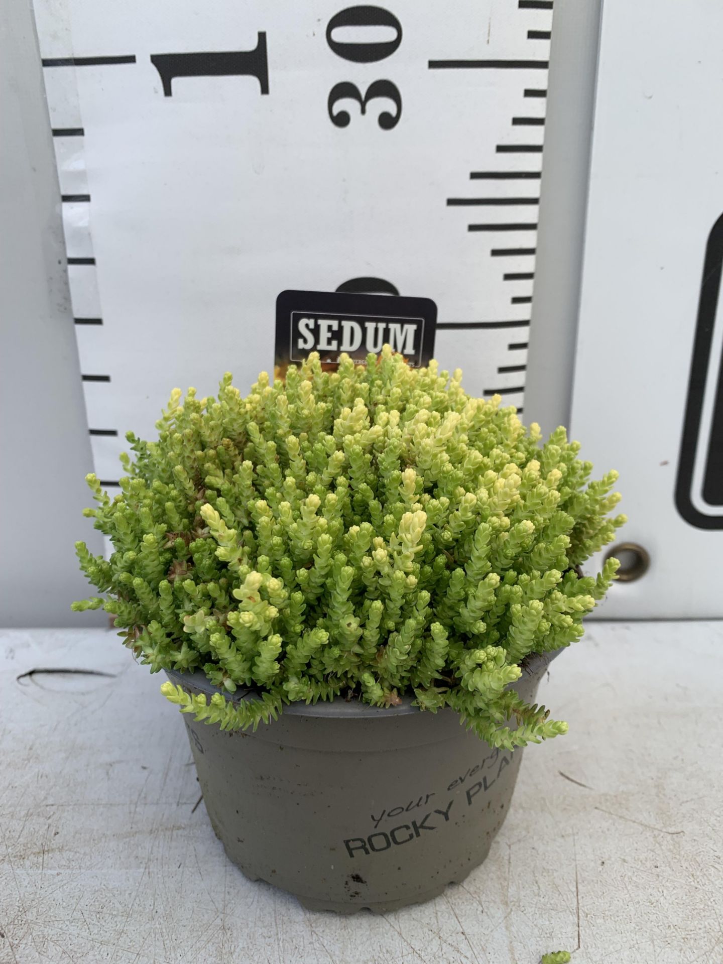 EIGHT VARIOUS EVERGREEN SEDUM IN P14 POTS PLUS VAT TO BE SOLD FOR THE EIGHT - Image 11 of 12