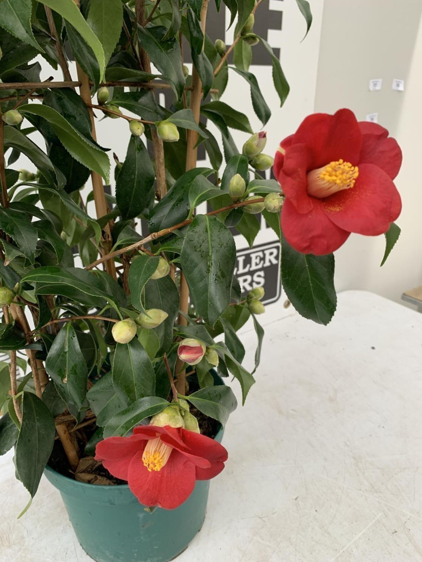 WELCOME TO ASHLEY WALLER HORTICULTURE AUCTION - LOTS ARE BEING ADDED DAILY - THE IMAGES SHOW LOTS - Image 13 of 19