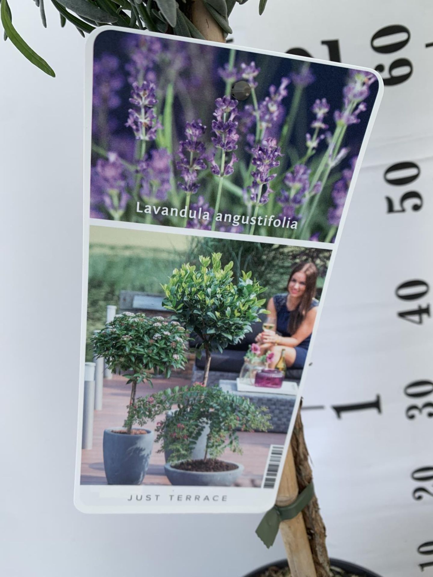 TWO STANDARD LAVANDER PLANTS IN 3 LTR POTS 80CM TALL PLUS VAT TO BE SOLD FOR THE TWO - Image 8 of 10