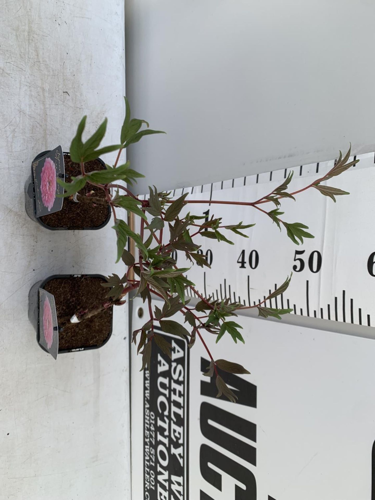 TWO PAEONIA SUFFRUCTICOSA JAPANESE TREE PAEONIES IN PINK IN 1 LTR POTS HEIGHT 50CM PLUS VAT TO BE - Image 3 of 10