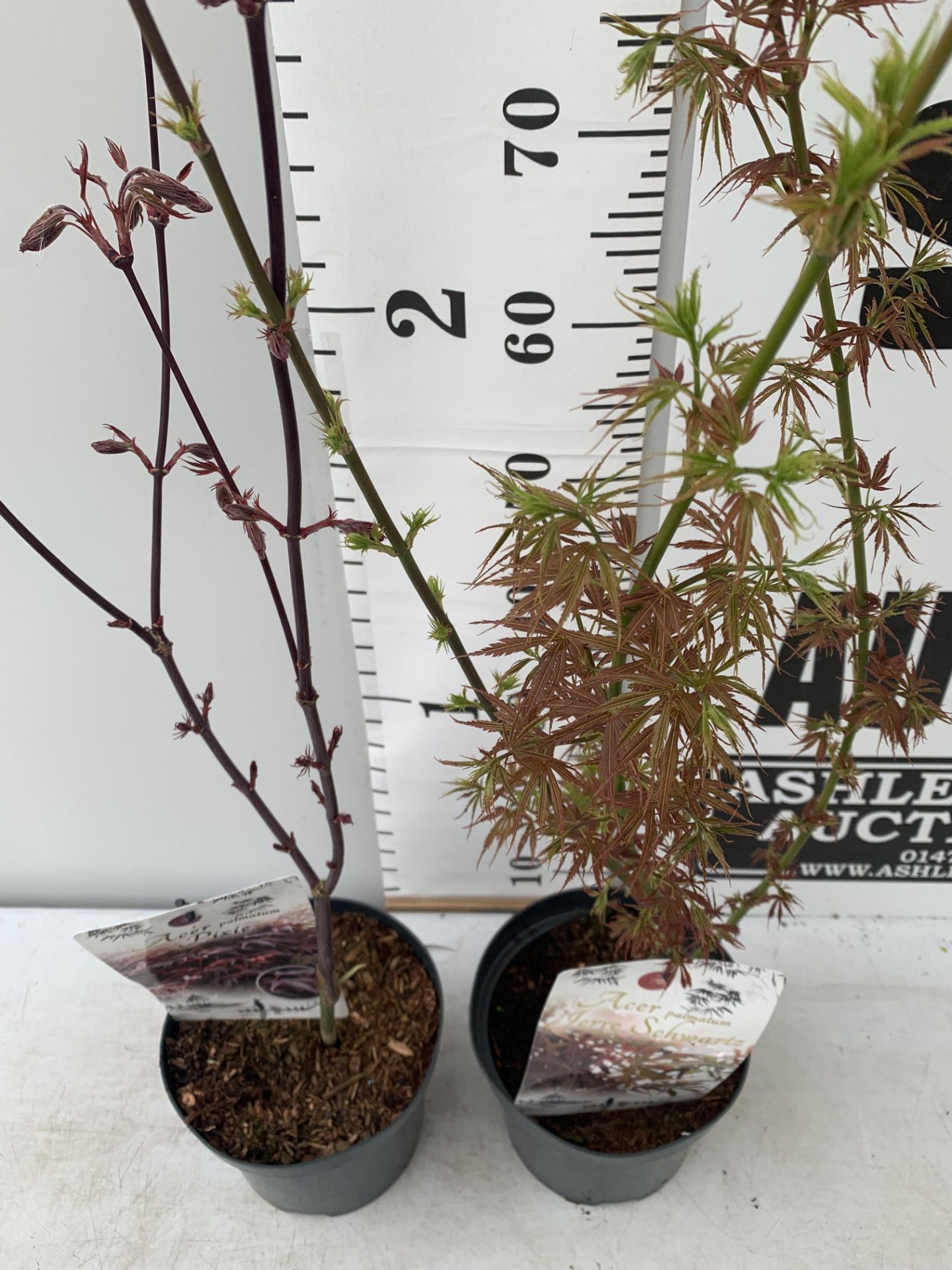 TWO ACER PALMATUMS 'PIXIE' AND 'JERRE SCHWARTZ' OVER 1 METRE IN HEIGHT IN 3 LTR POTS PLUS VAT TO - Image 3 of 12