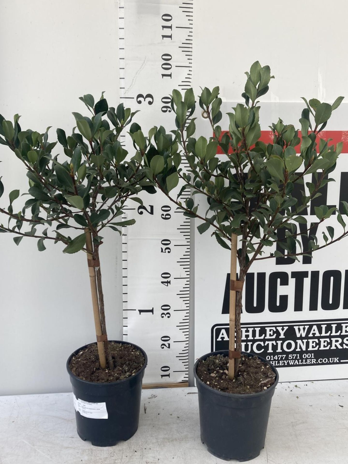 TWO RHAPHIOLEPIS INDICA SPRINGTIME STANDARD TREES IN 4 LTR POTS APPROX 95CM IN HEIGHT PLUS VAT TO BE - Image 4 of 12