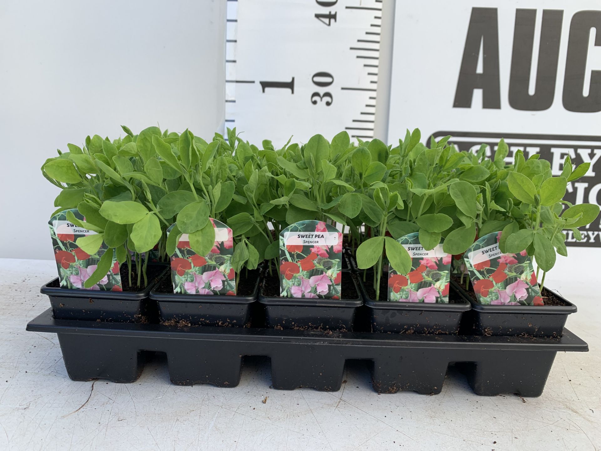 FIFTEEN POTS OF SPENCER SWEET PEAS WITH APPROXIMATELY TWENTY PLANTS IN EACH PLUS VAT TO BE SOLD