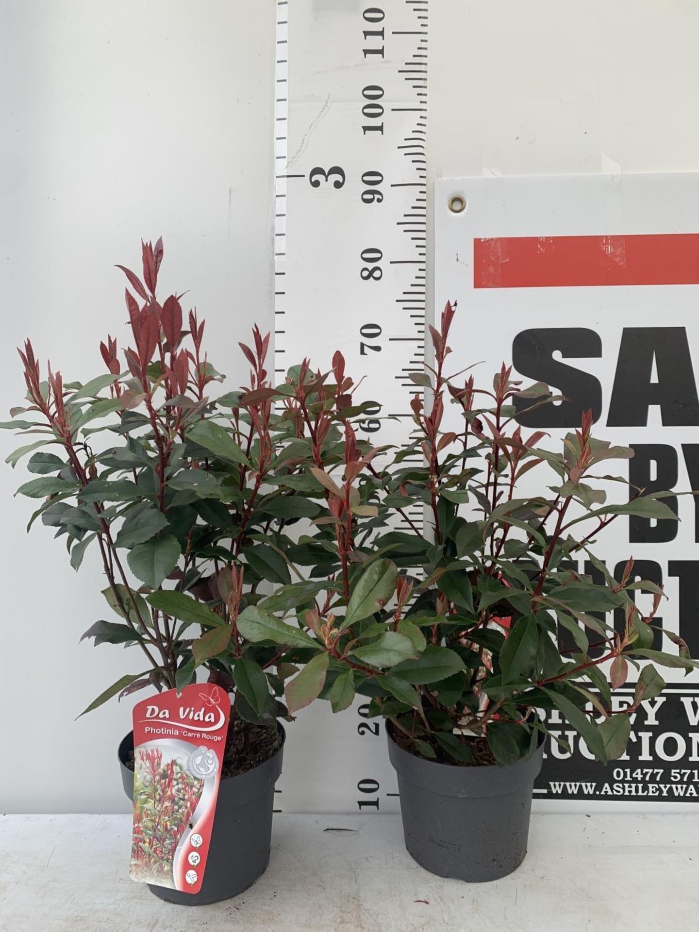 TWO PHOTINIA 'CARRE ROUGE' IN 3 LTR POTS APPROX 75CM IN HEIGHT PLUS VAT TO BE SOLD FOR THE TWO - Image 2 of 10