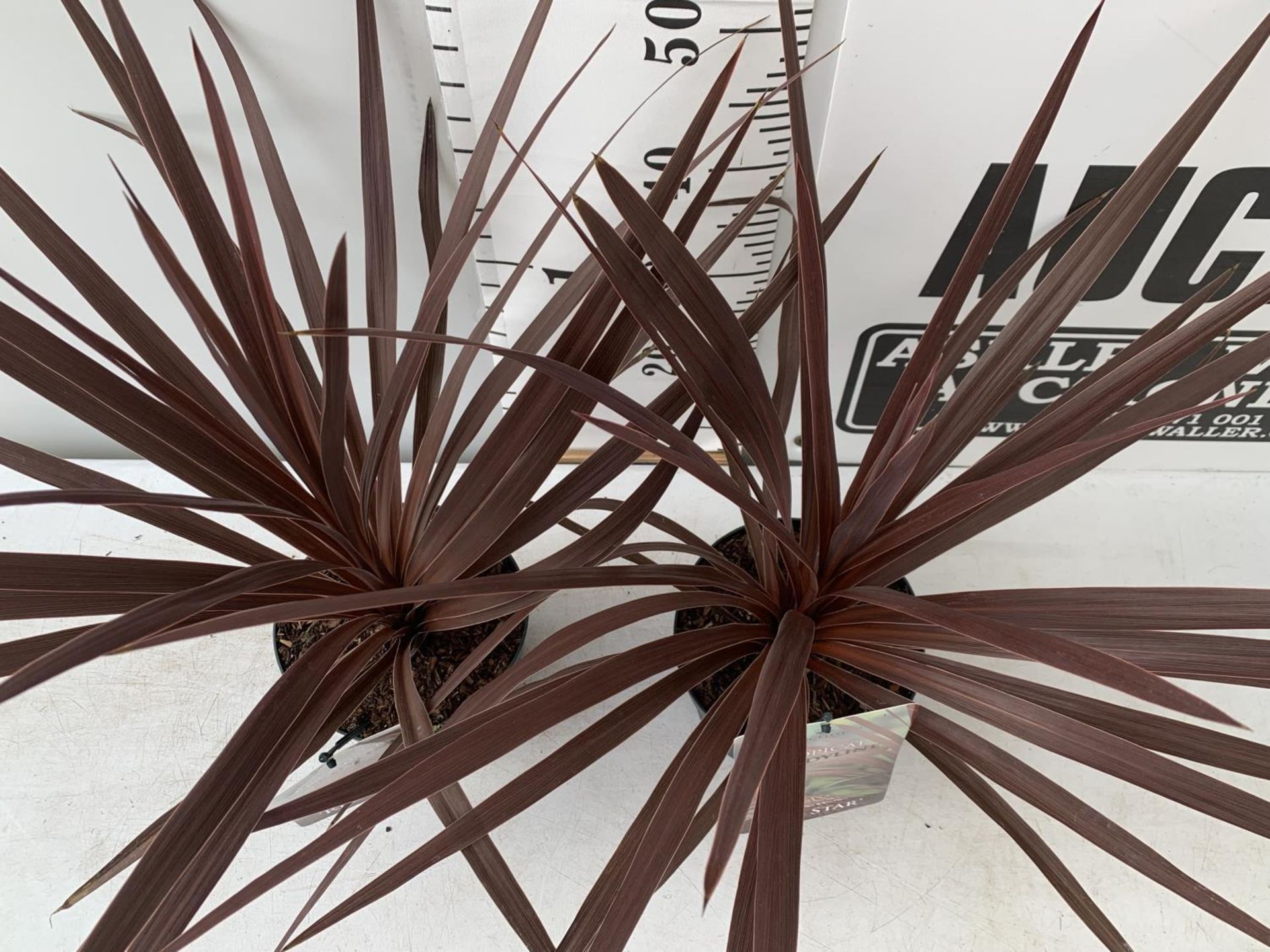 TWO CORDYLINE AUSTRALIS RED STAR IN 2 LTR POTS HEIGHT 60CM PLUS VAT TO BE SOLD FOR THE TWO - Image 4 of 8