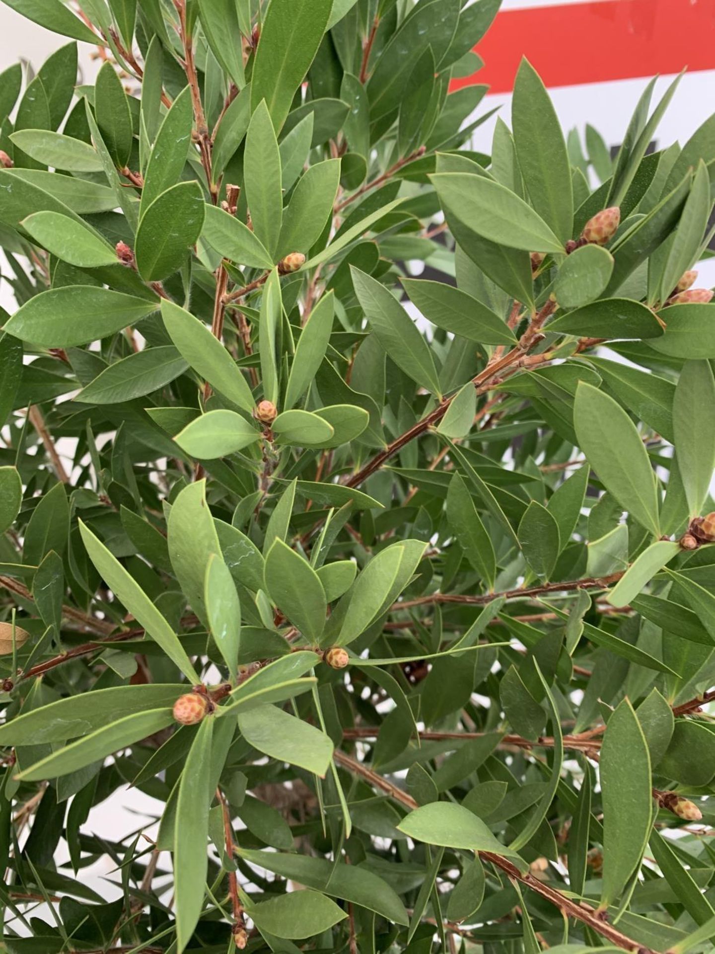 TWO CALLISTEMON BOTTLE BRUSH STANDARD TREES APPROX 170CM IN HEIGHT IN 10 LTR POTS PLUS VAT TO BE - Image 10 of 14