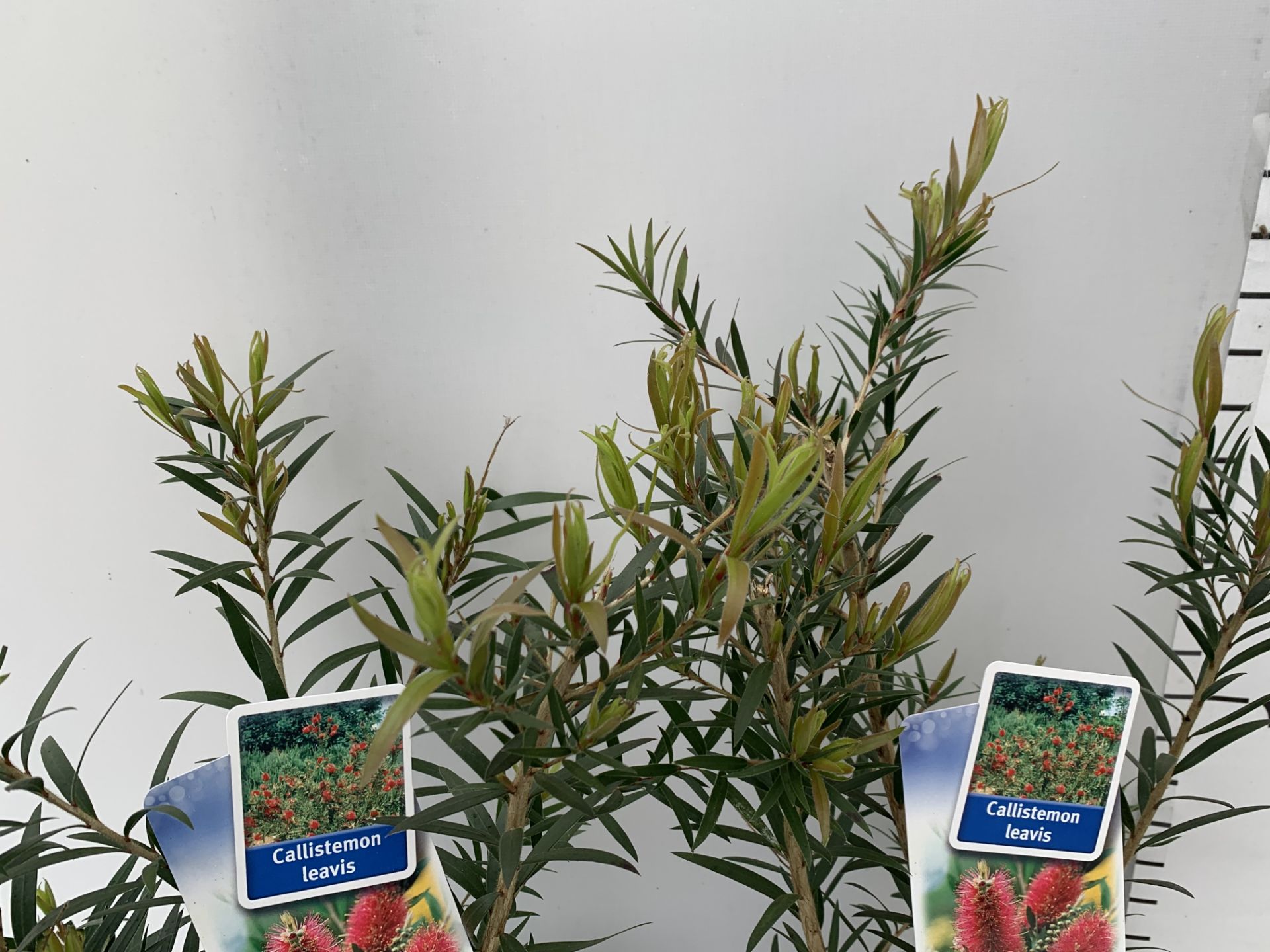 TWO CALLISTEMON LAEVIS IN 2 LTR POTS 50CM TALL PLUS VAT TO BE SOLD FOR THE TWO - Bild 5 aus 10