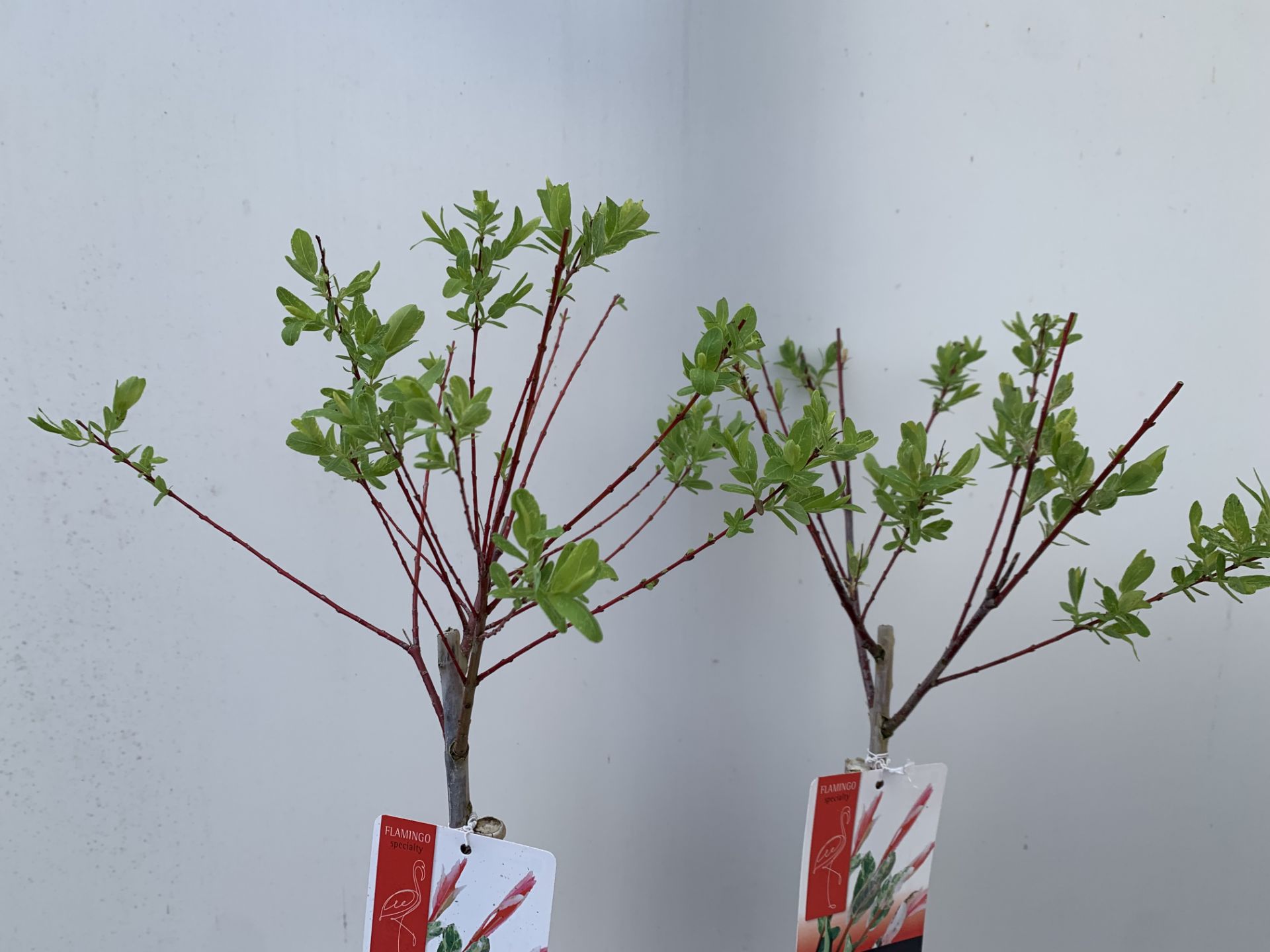 TWO STANDARD SALIX FLAMINGO IN 3 LTR POTS 100CM TALL PLUS VAT TO BE SOLD FOR THE TWO - Bild 5 aus 10