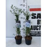 TWO CEANOTHUS CONCHA ON A PYRAMID FRAME 90CM TALL PLUS VAT TO BE SOLD FOR THE TWO