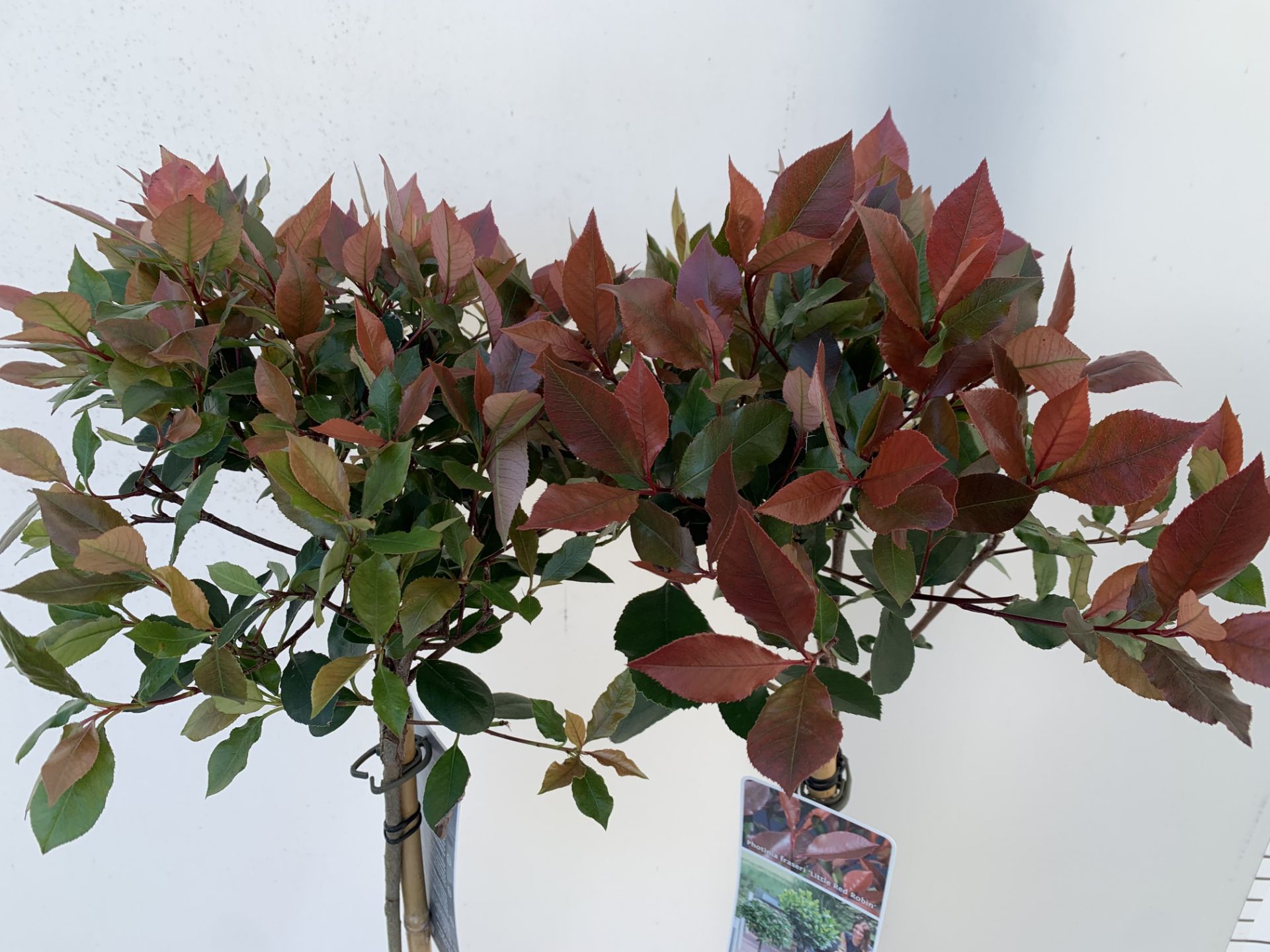 TWO STANDARD PHOTININA FRAZERI LITTLE RED ROBIN TREES IN 3 LTR POTS 90CM TALL PLUS VAT TO BE SOLD - Image 5 of 10