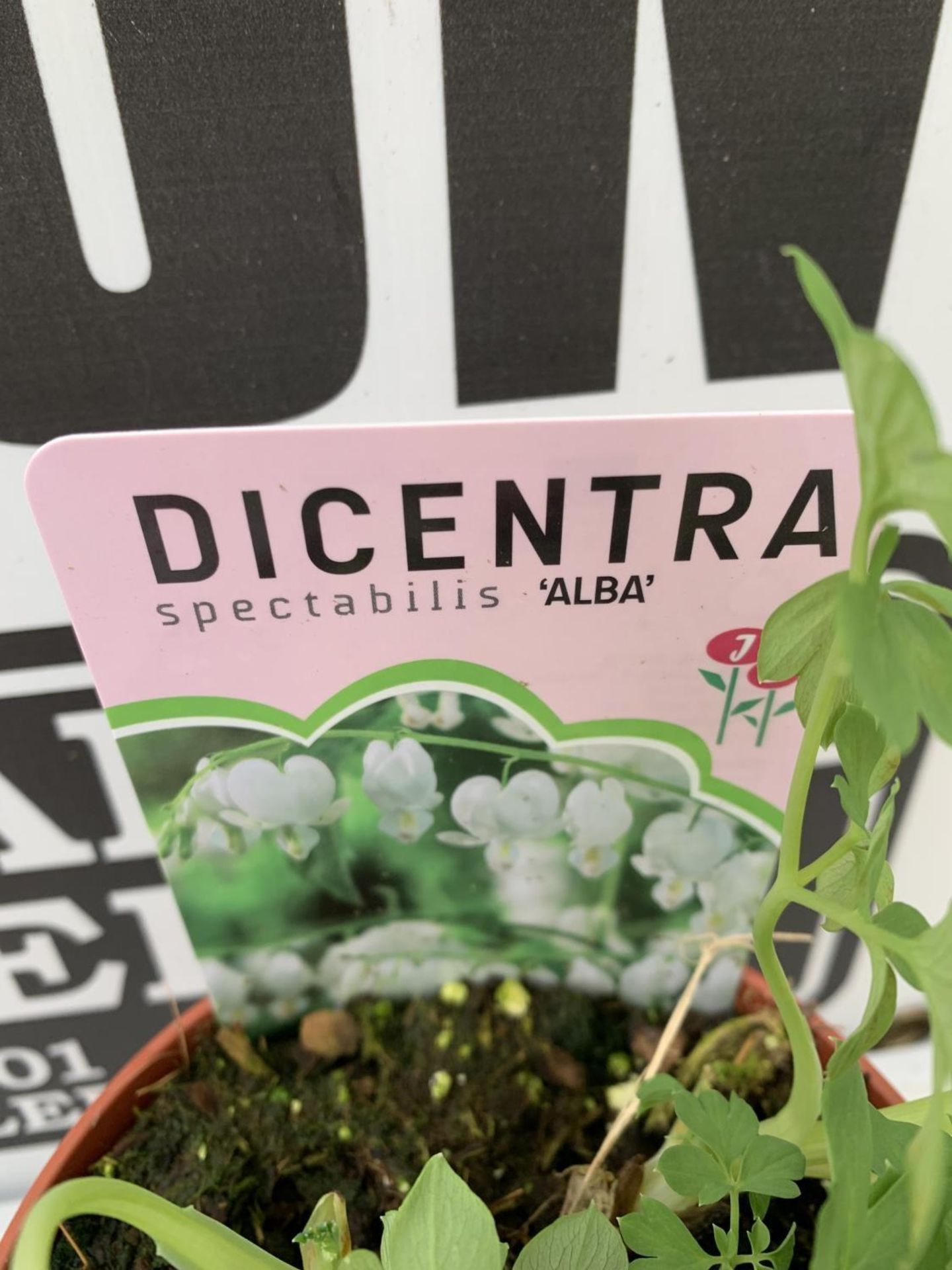 TEN DICENTRA SPECTABILIS 'ALBA' WHITE ON A TRAY PLUS VAT TO BE SOLD FOR THE TEN - Image 10 of 10