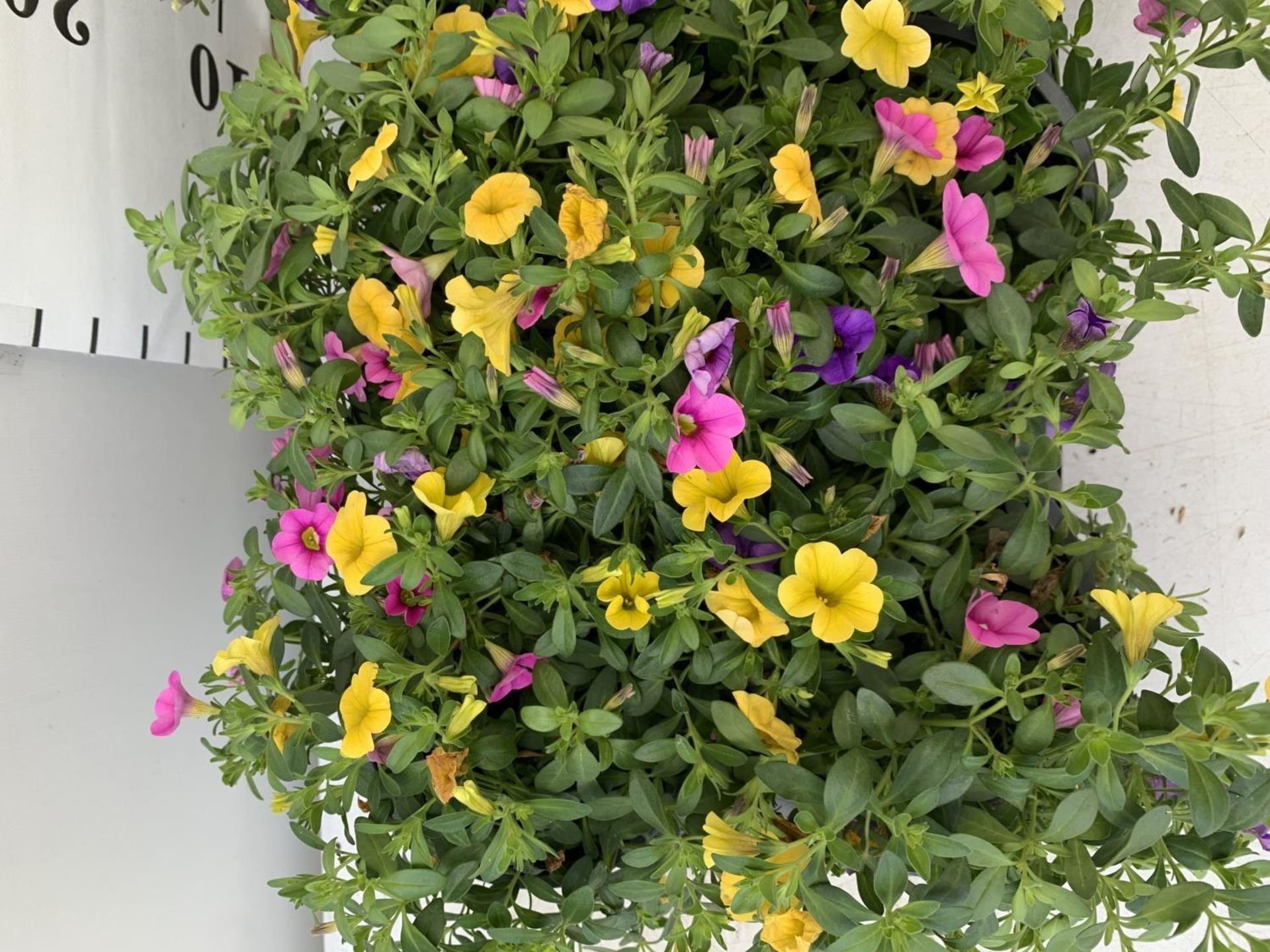 EIGHT POTS CALIBRACHOA TRIOBELLS IN 2 LTR POTS PLUS VAT TO BE SOLD FOR THE EIGHT - Image 6 of 8