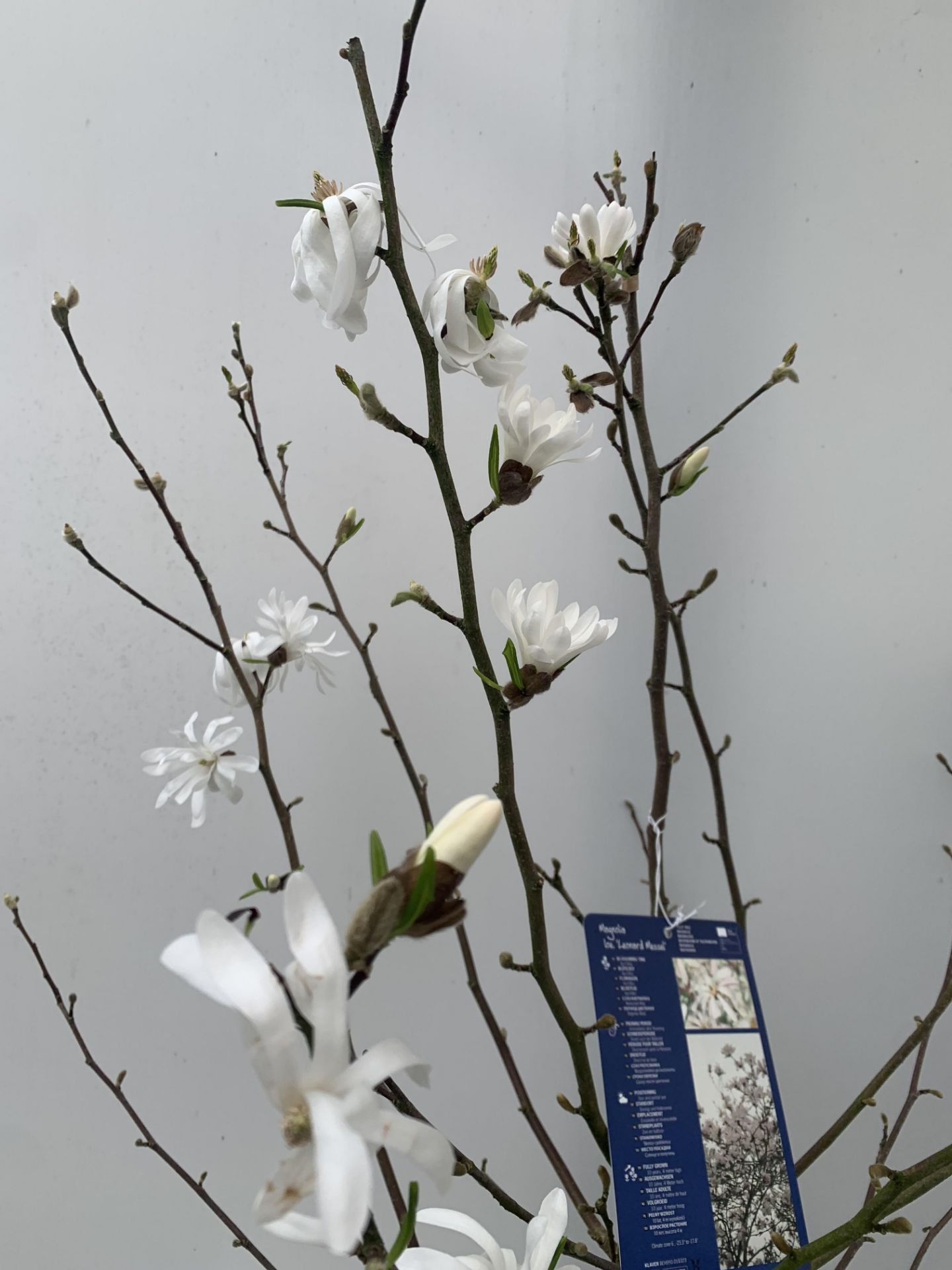 ONE MAGNOLIA LOEBNERI WHITE 'LEONARD MESSEL' APPROX 120CM IN HEIGHT IN 7 LTR POT PLUS VAT - Image 5 of 10