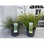 TWO HARDY AND EVERGREEN GRASSES CAREX OSHIMENSIS AND ACORUS GRAMINEUS IN 3 LTR POTS 45CM TALL PLUS