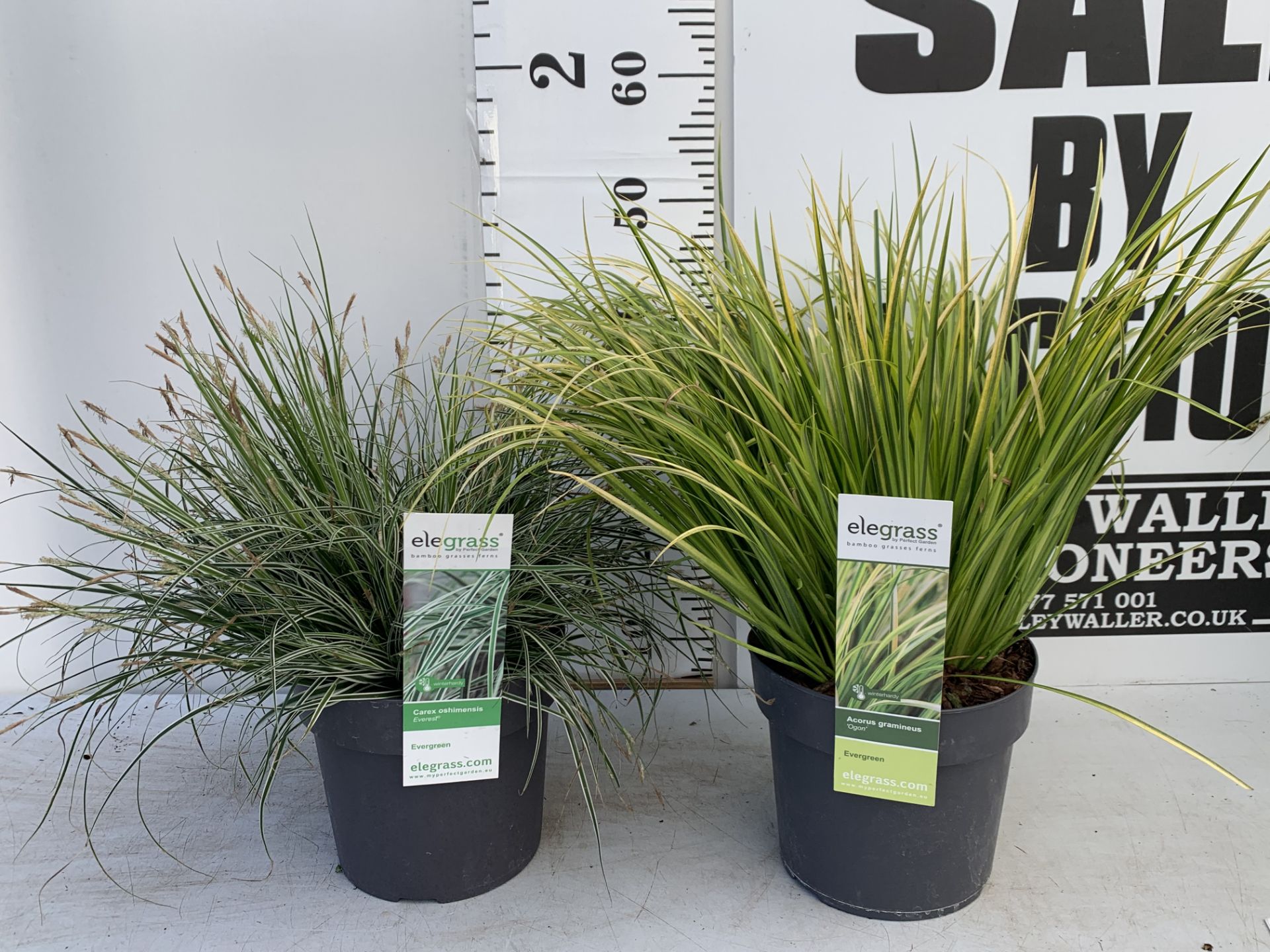 TWO HARDY AND EVERGREEN GRASSES CAREX OSHIMENSIS AND ACORUS GRAMINEUS IN 3 LTR POTS 45CM TALL PLUS
