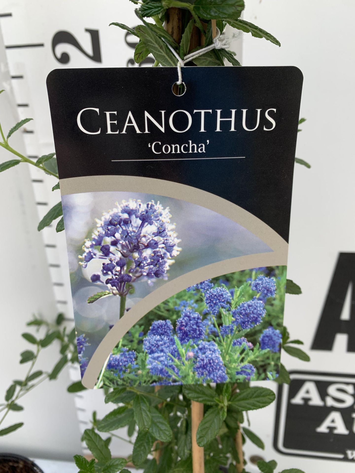 TWO CEANOTHUS CONCHA ON A PYRAMID FRAME 90CM TALL PLUS VAT TO BE SOLD FOR THE TWO - Image 7 of 8
