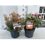 TWO PIERIS JAPONICA LITTLE HEATH AND FOREST FLAME IN 3 LTR POTS 45CM TALL PLUS VAT TO BE SOLD FOR