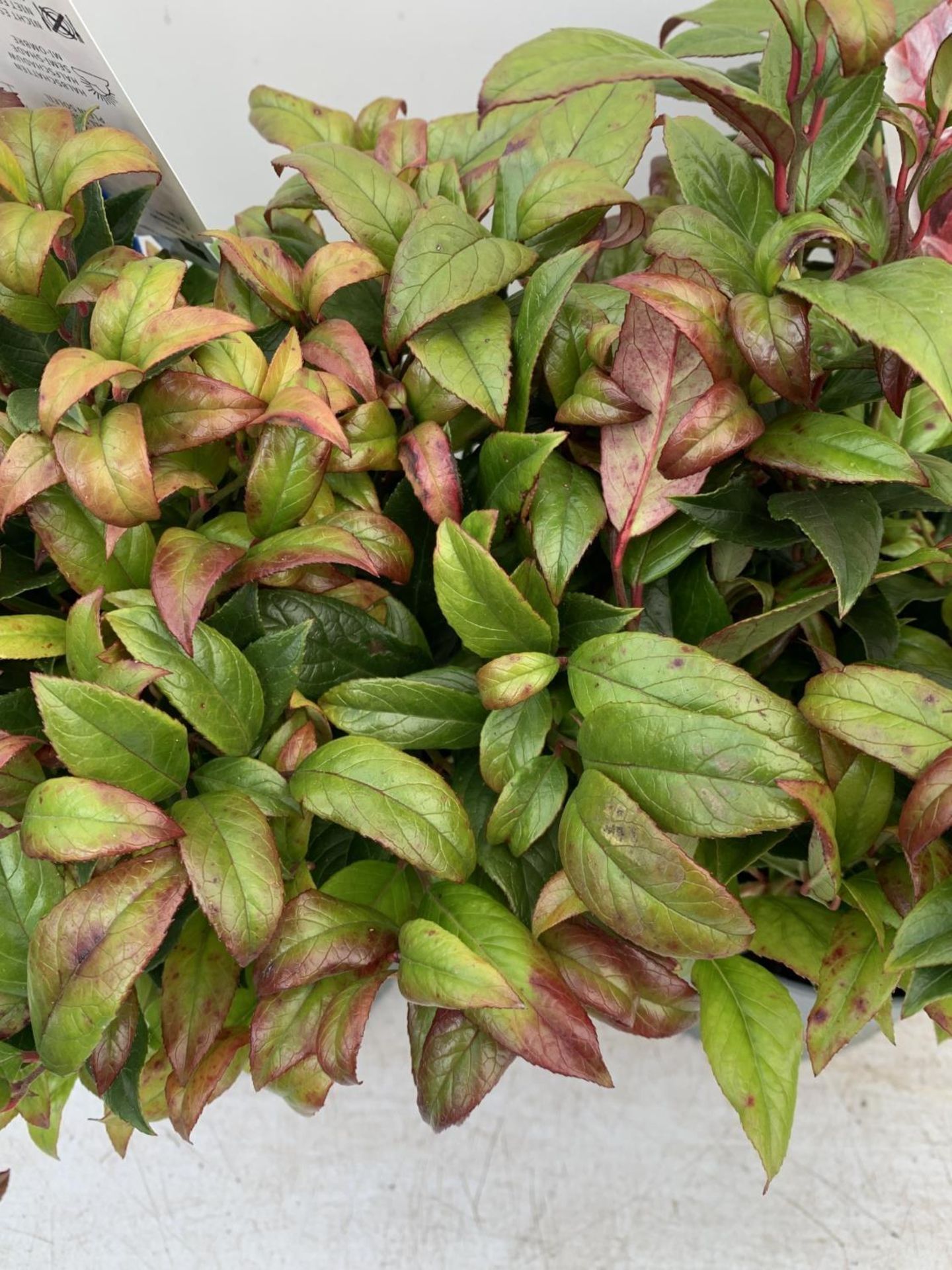 TWO LEUCOTHOE ZEBLID IN 2 LTR POTS 35CM TALL PLUS VAT TO BE SOLD FOR THE TWO - Bild 6 aus 8