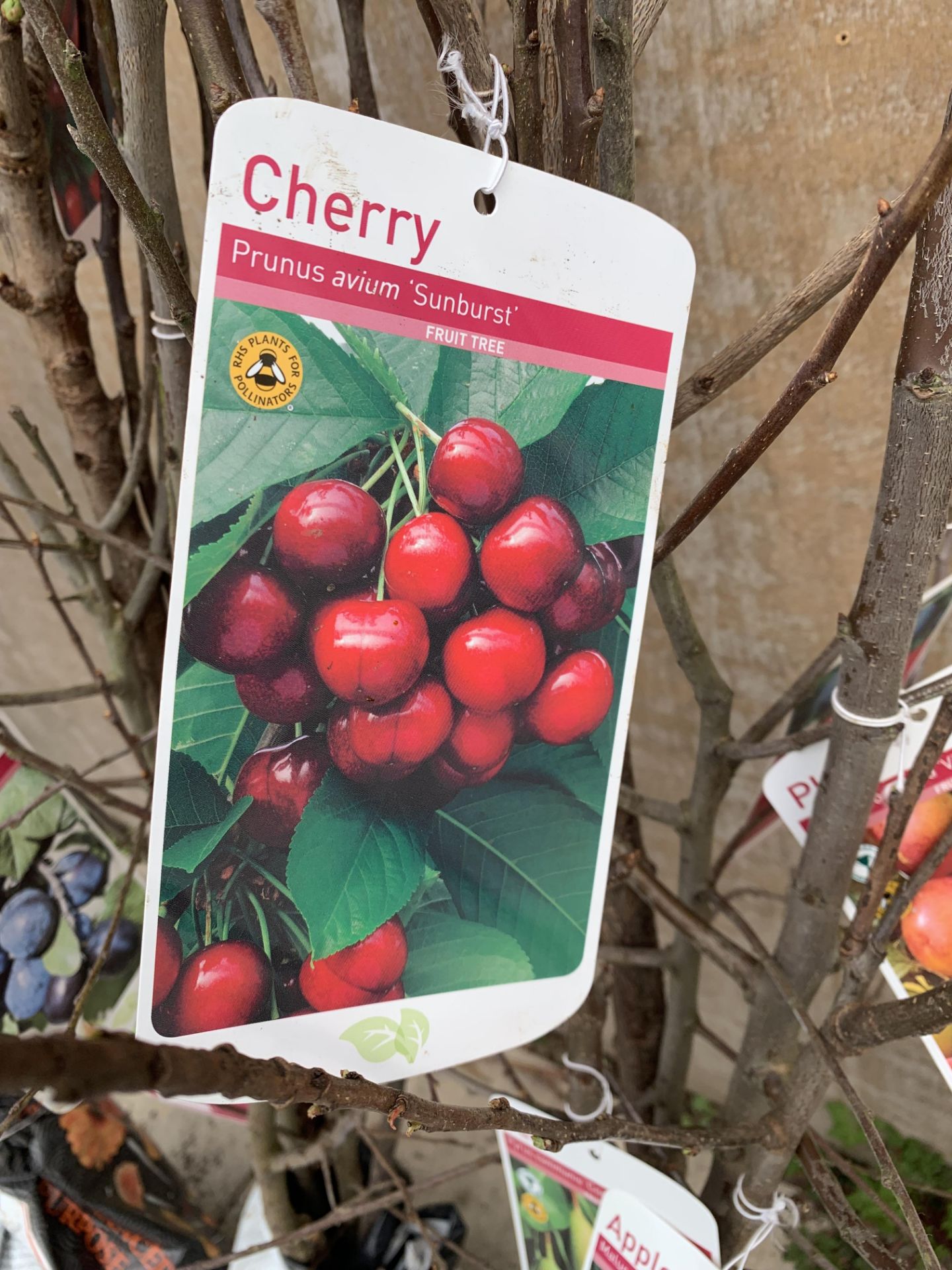 FIVE VARIOUS FRUIT TREES TO INCLUDE AN APPLE, PEAR, CHERRY, PLUM AND DAMSON - Image 11 of 16