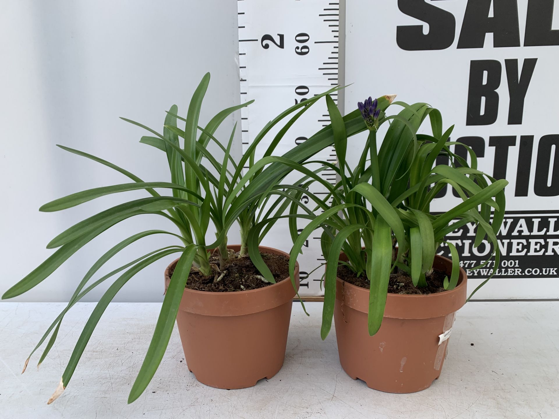 TWO AGAPANTHUS AFRICANUS PURPLE 'BLUE THUNDER'IN A 4 LTR POT APPROX 50CM IN HEIGHT PLUS VAT TO BE