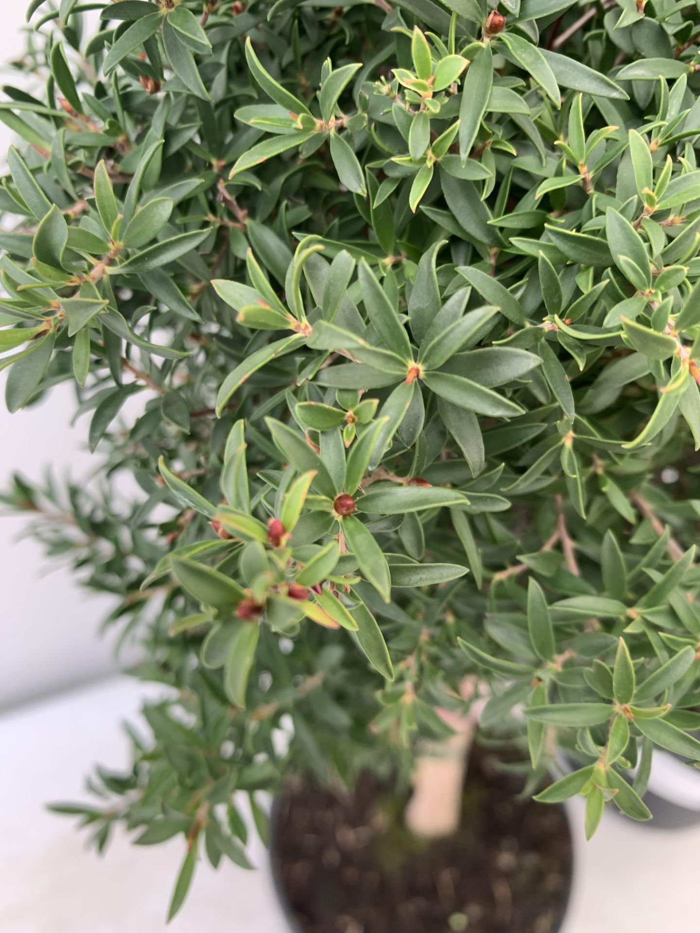 MIXED LOT OF TWO PLANTS - ONE OLEANDER NERIUM MULTICOLOURED IN 3 LTR POT APPROX 60CM TALL AND ONE - Image 7 of 12