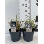 TWO ORNAMENTAL GRASSES PENNISETUM 'REDHEAD' IN 4 LTR POTS APPROX 60CM IN HEIGHT PLUS VAT TO BE