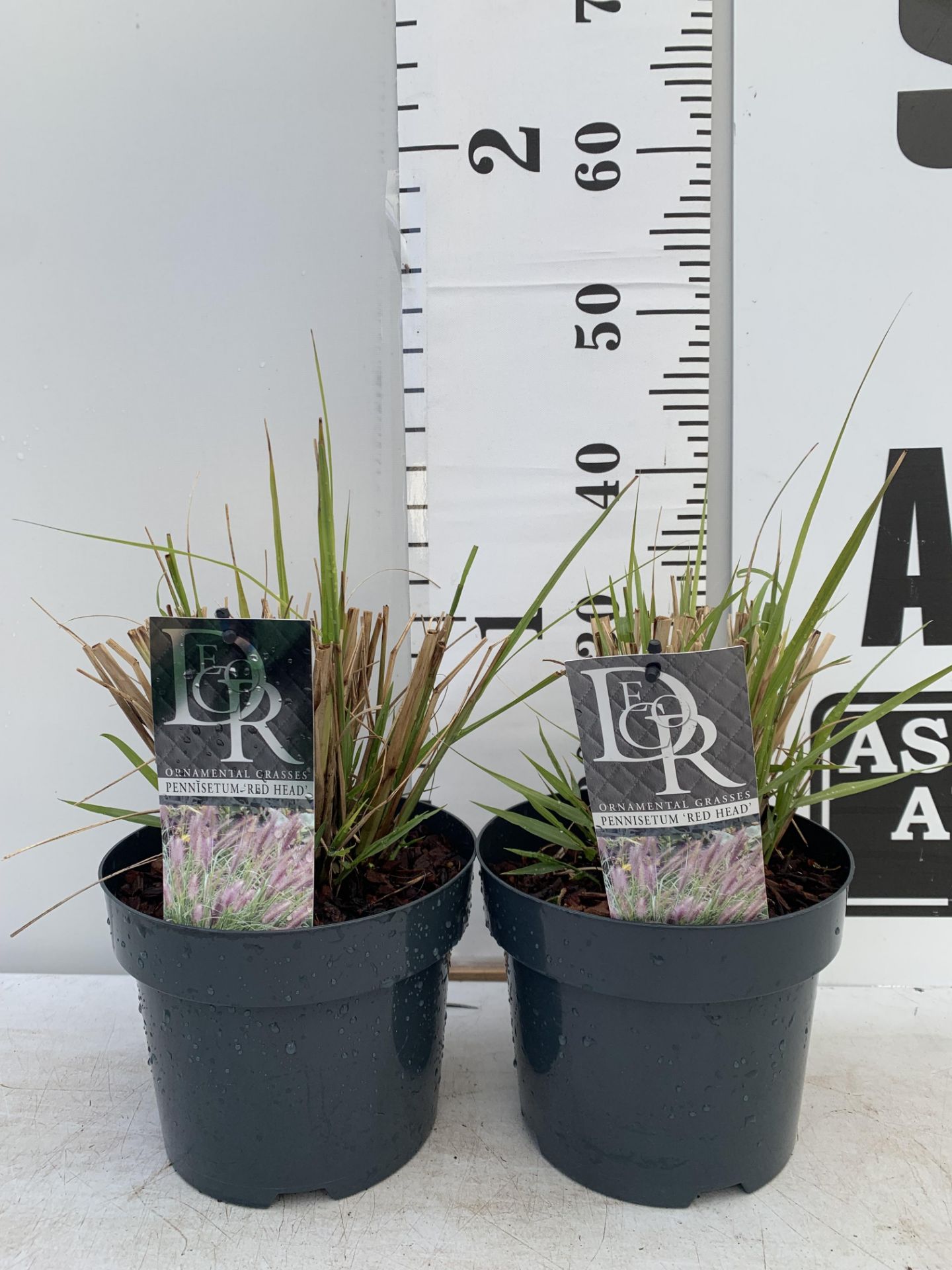 TWO ORNAMENTAL GRASSES PENNISETUM 'REDHEAD' IN 4 LTR POTS APPROX 60CM IN HEIGHT PLUS VAT TO BE