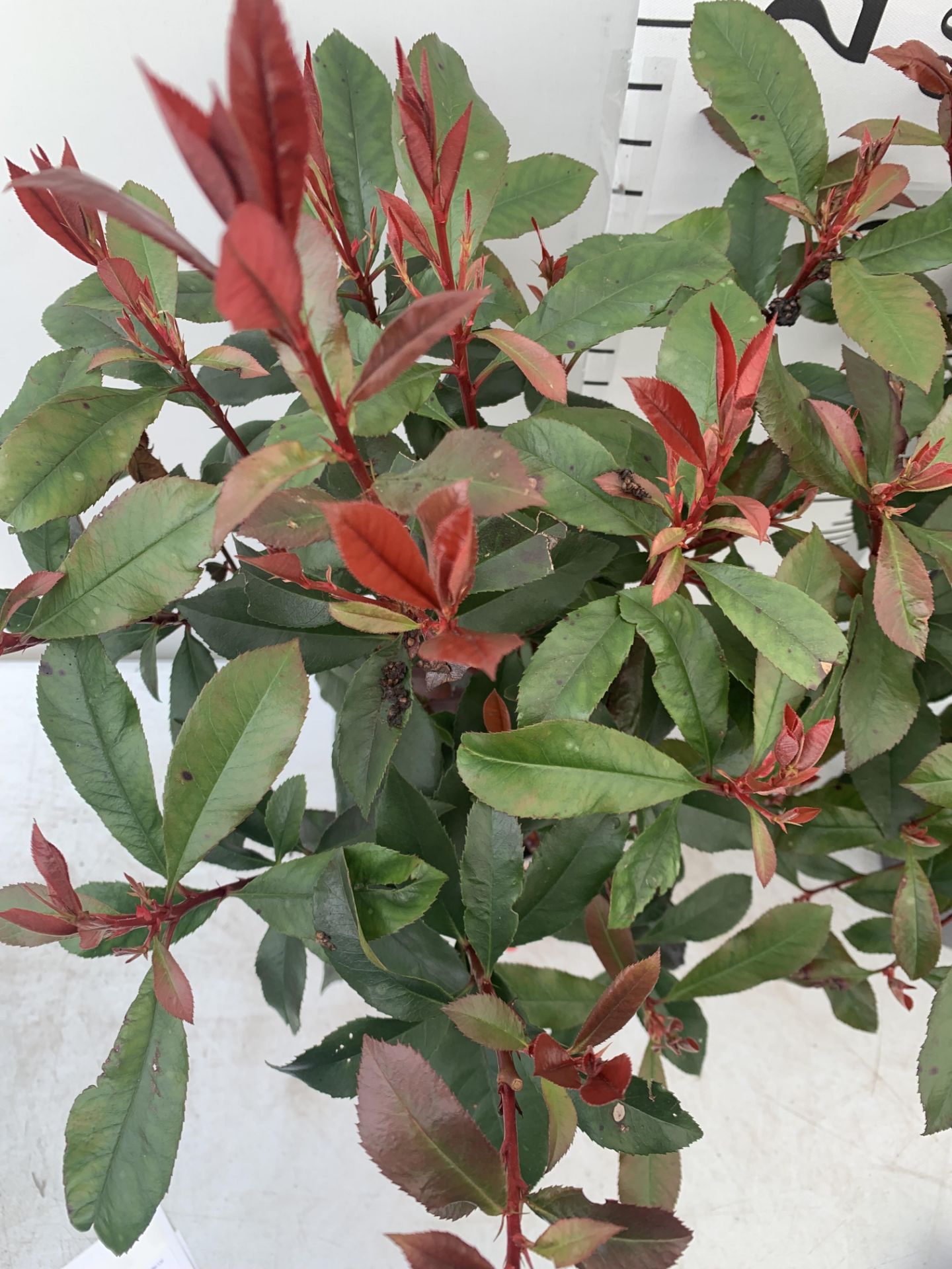 TWO PHOTINIA 'CARRE ROUGE' IN 3 LTR POTS APPROX 75CM IN HEIGHT PLUS VAT TO BE SOLD FOR THE TWO - Image 5 of 10